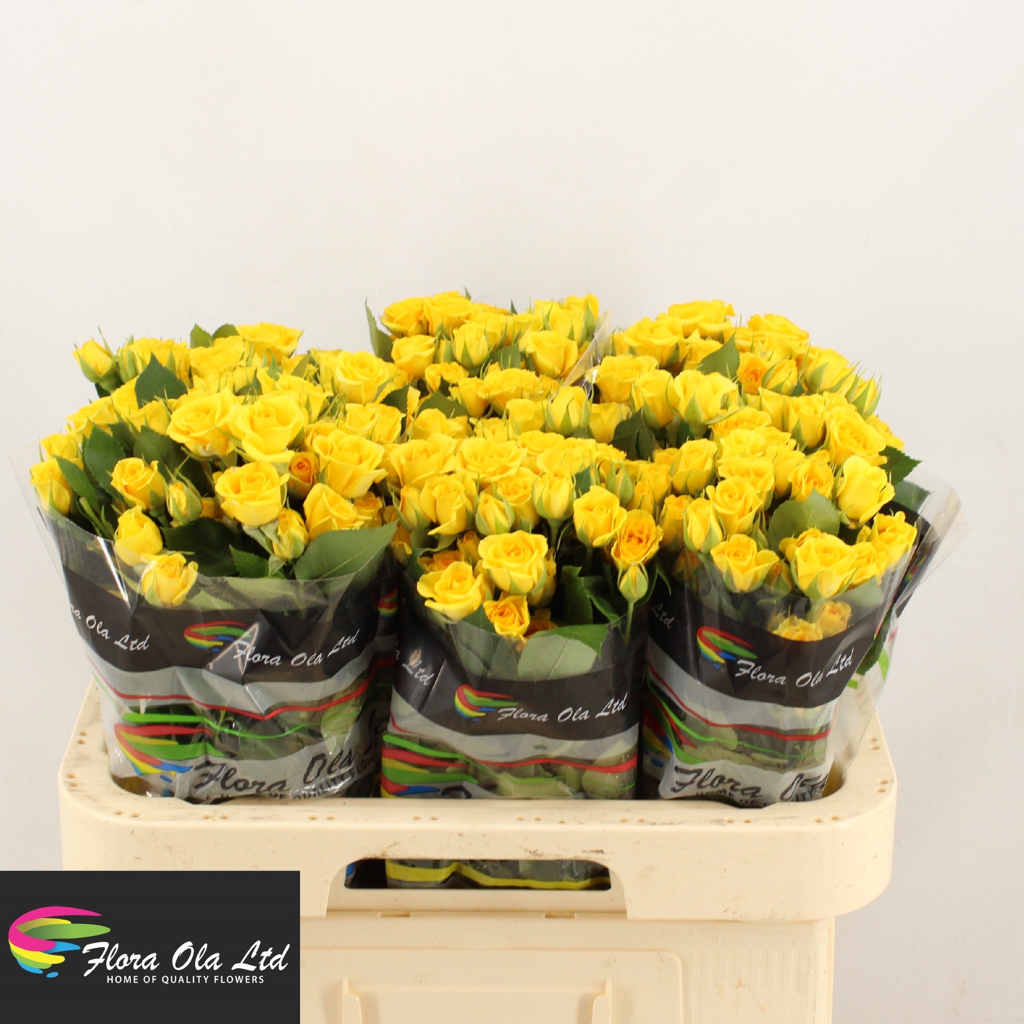 Rosa Spray Yellow Babe 60cm