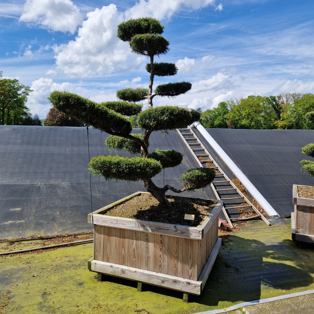 Picture of Juniperus med. Hetzii 110 x 110 BONSAI-225/250 (LOOSE)