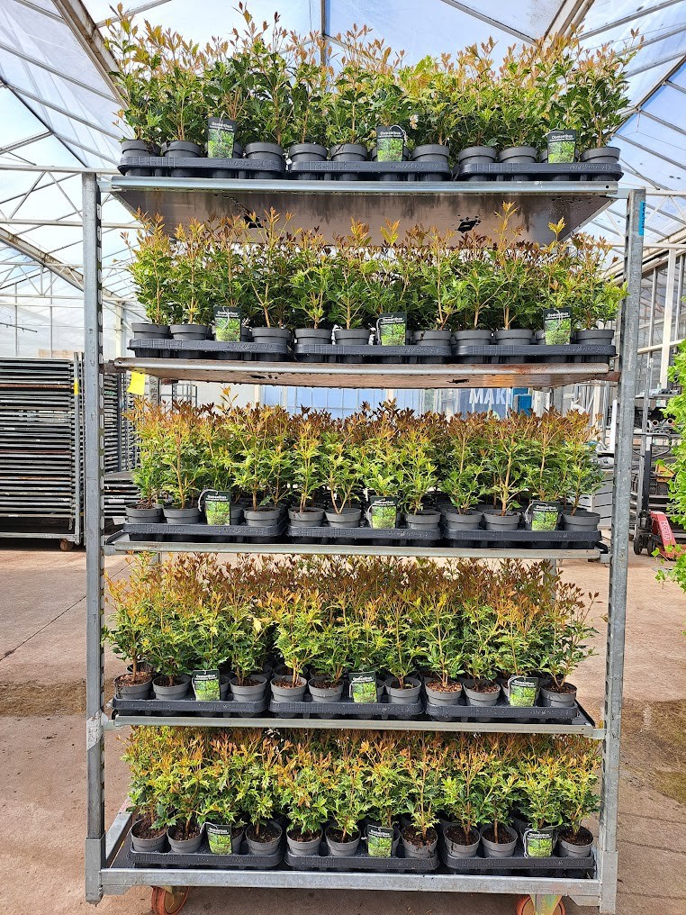 Osmanthus heterophyllus 'Goshiki'