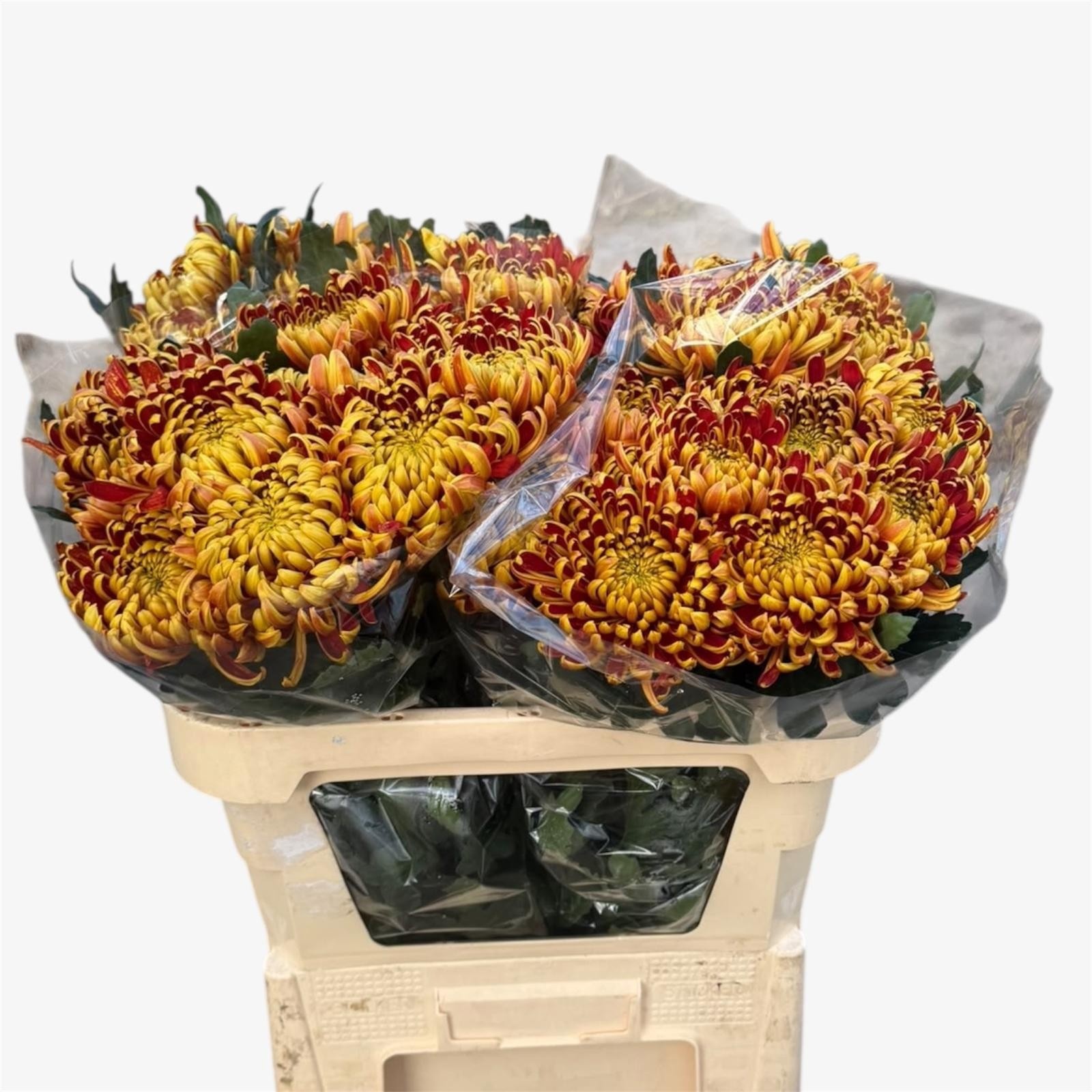 Chrys Single Fuego 70cm 80gram