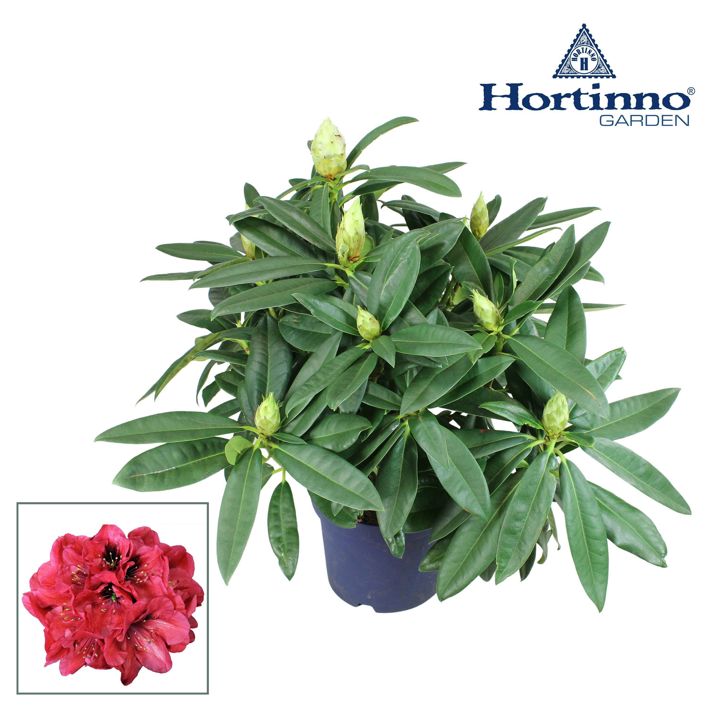 zimmerpflanze rhododendron Frh-Rhododendron - Rhododendron praecox
