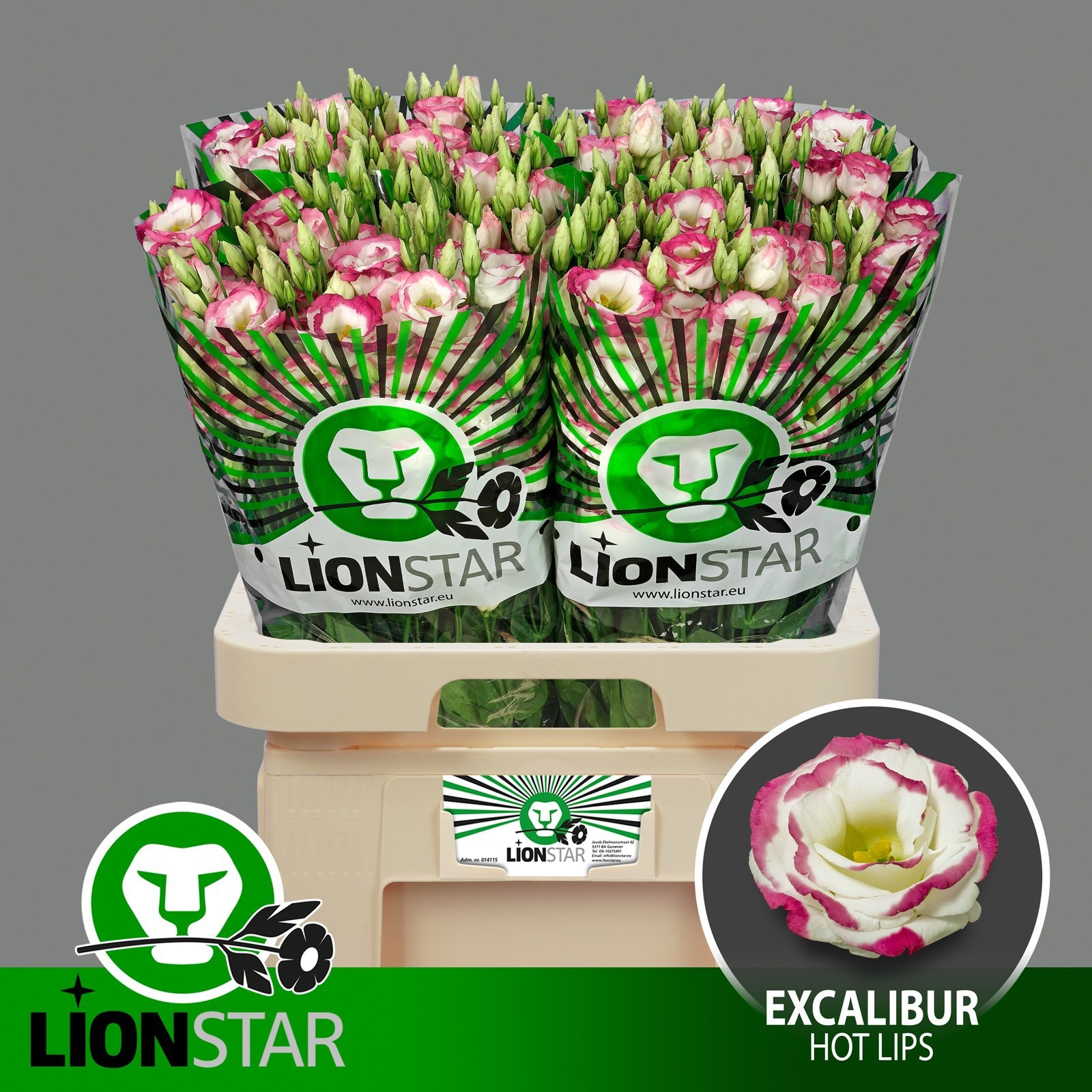 Eus G Rosi Pink Pico