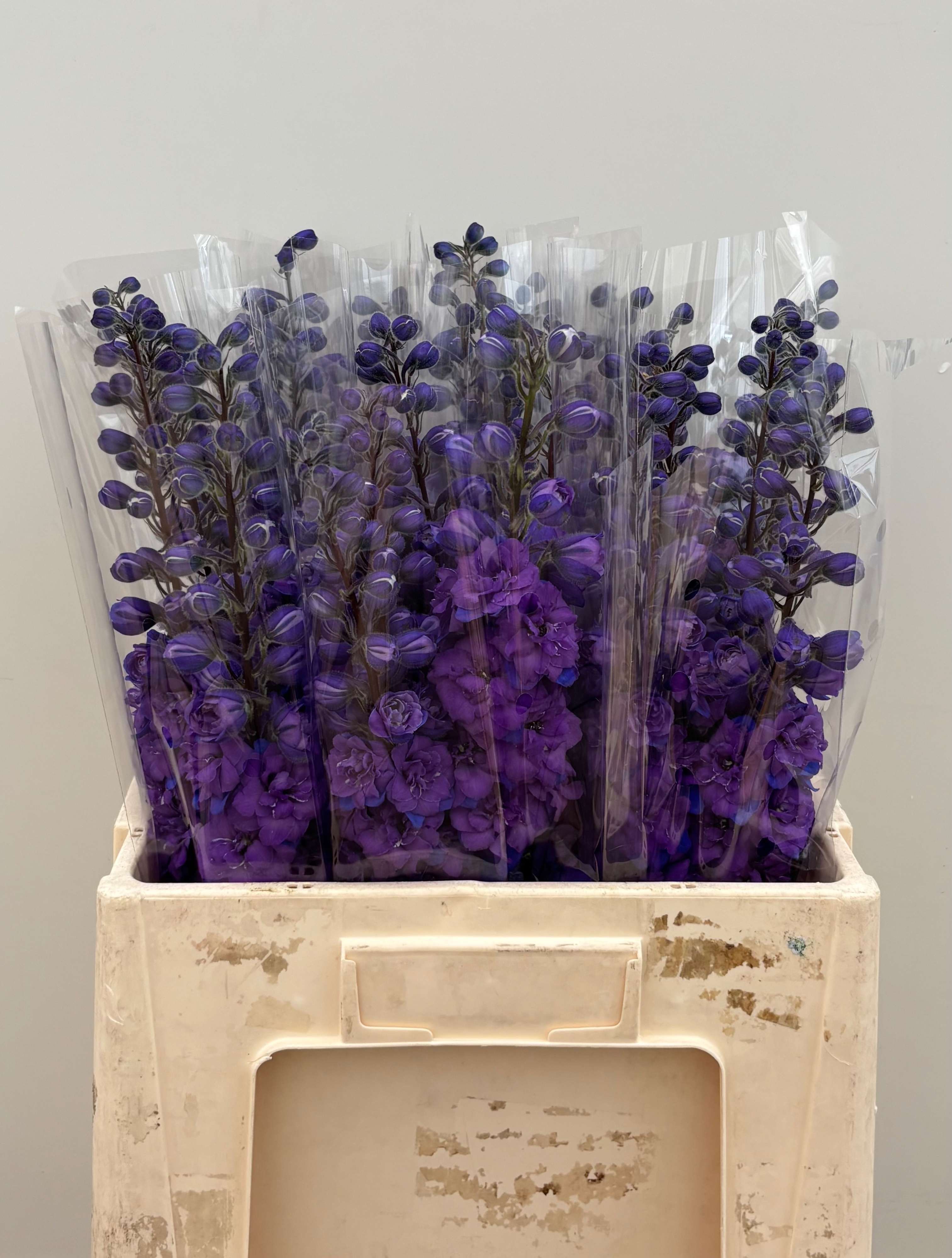Delphinium Elatum Christel 60cm