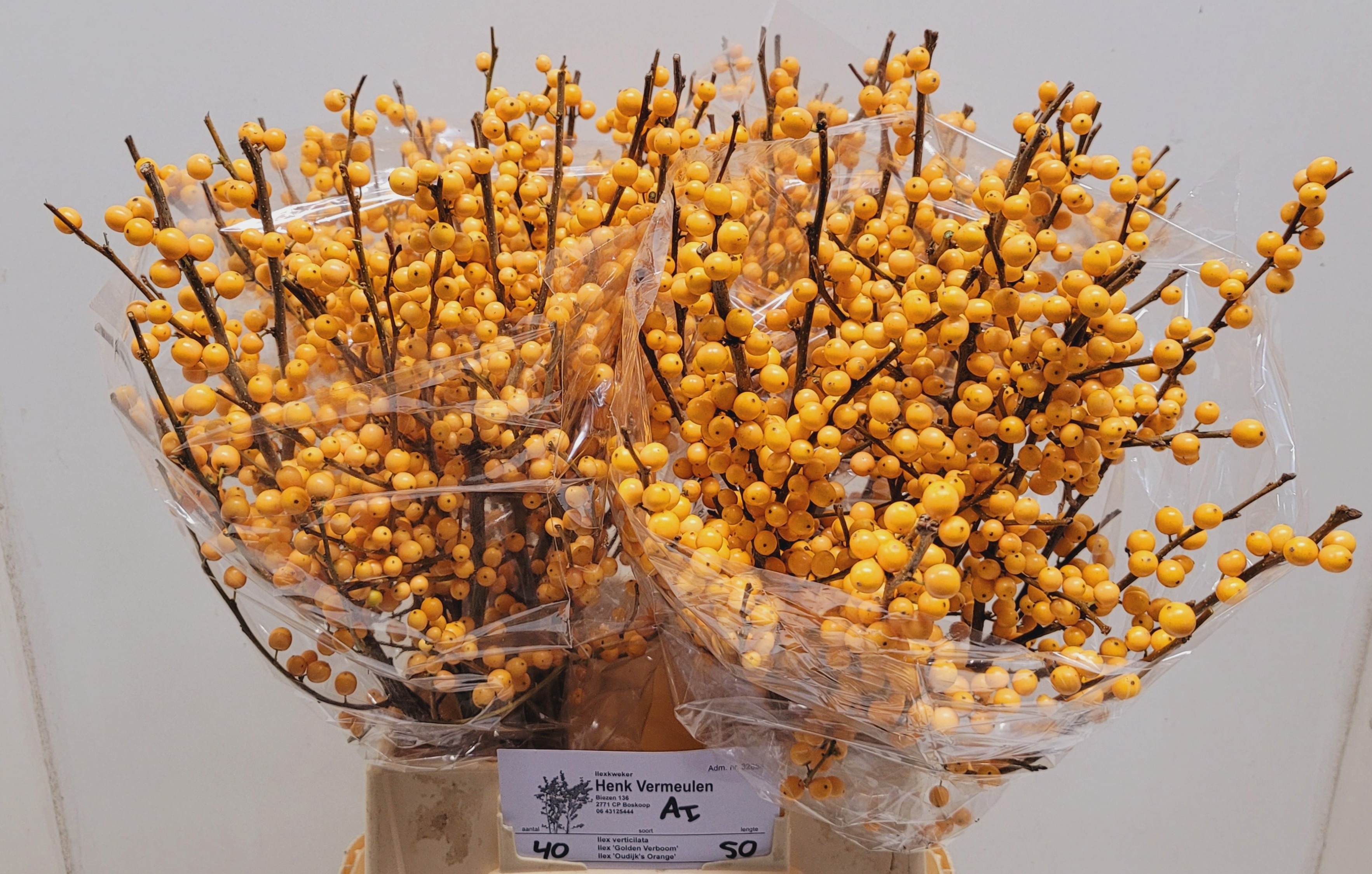 Ilex Golden Verboom 50cm