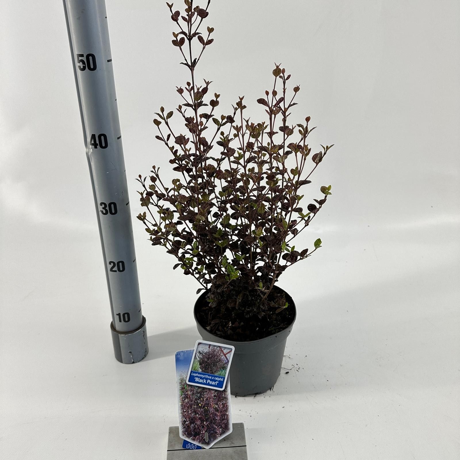 Picture of Lophomyrtus ralphii 'Black Pearl'