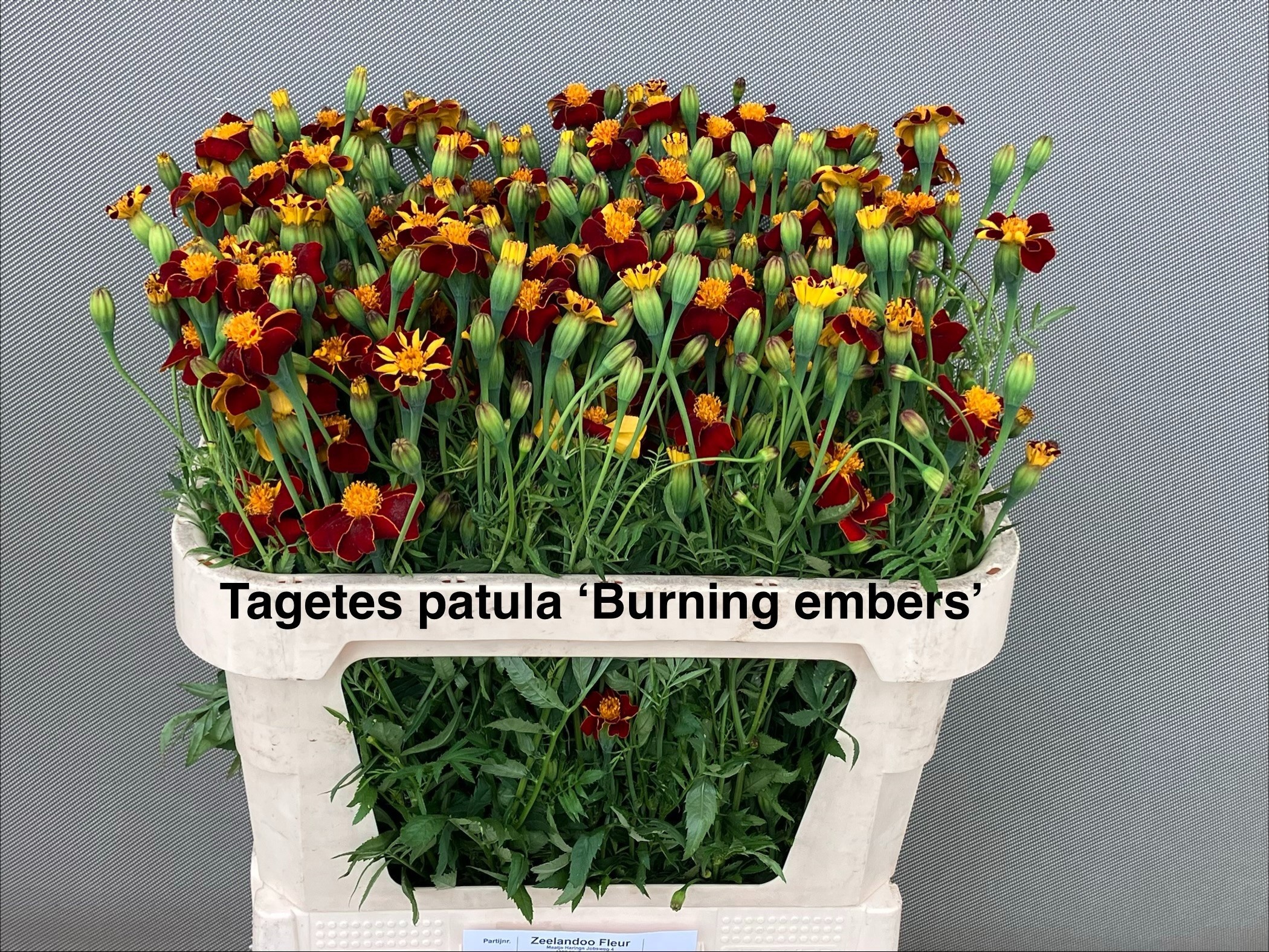 Tagetes 70cm