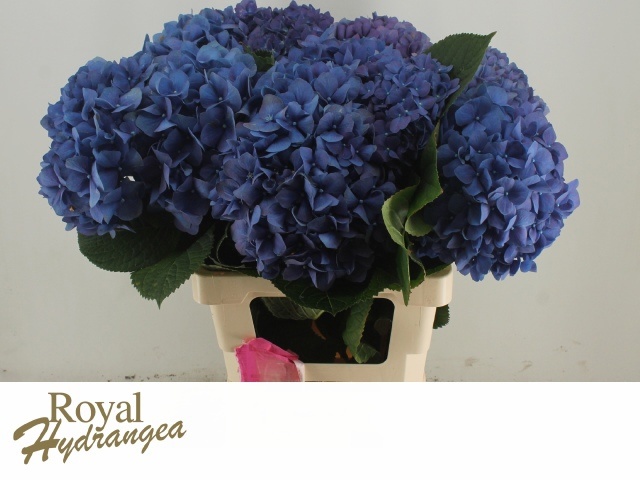 Hydrangea Pimpernel 60cm 18Ø