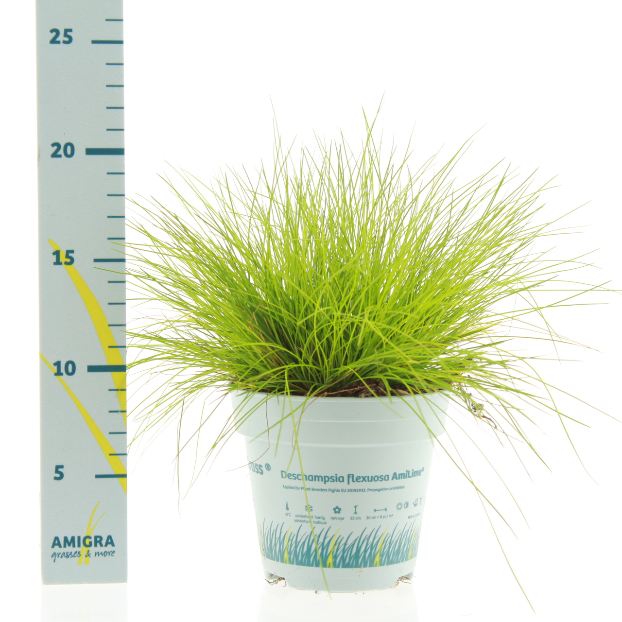 Picture of Deschampsia flexuosa AmiLime® P10.5