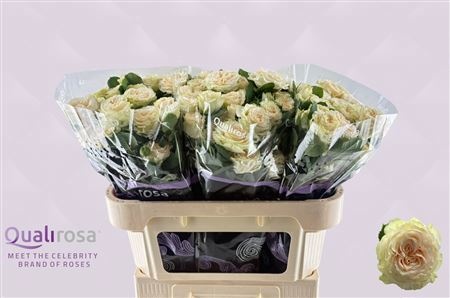 Rosa Spr Summerose 70cm