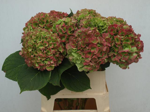 Hydrangea Verena Classic Pink 80cm 20Ø