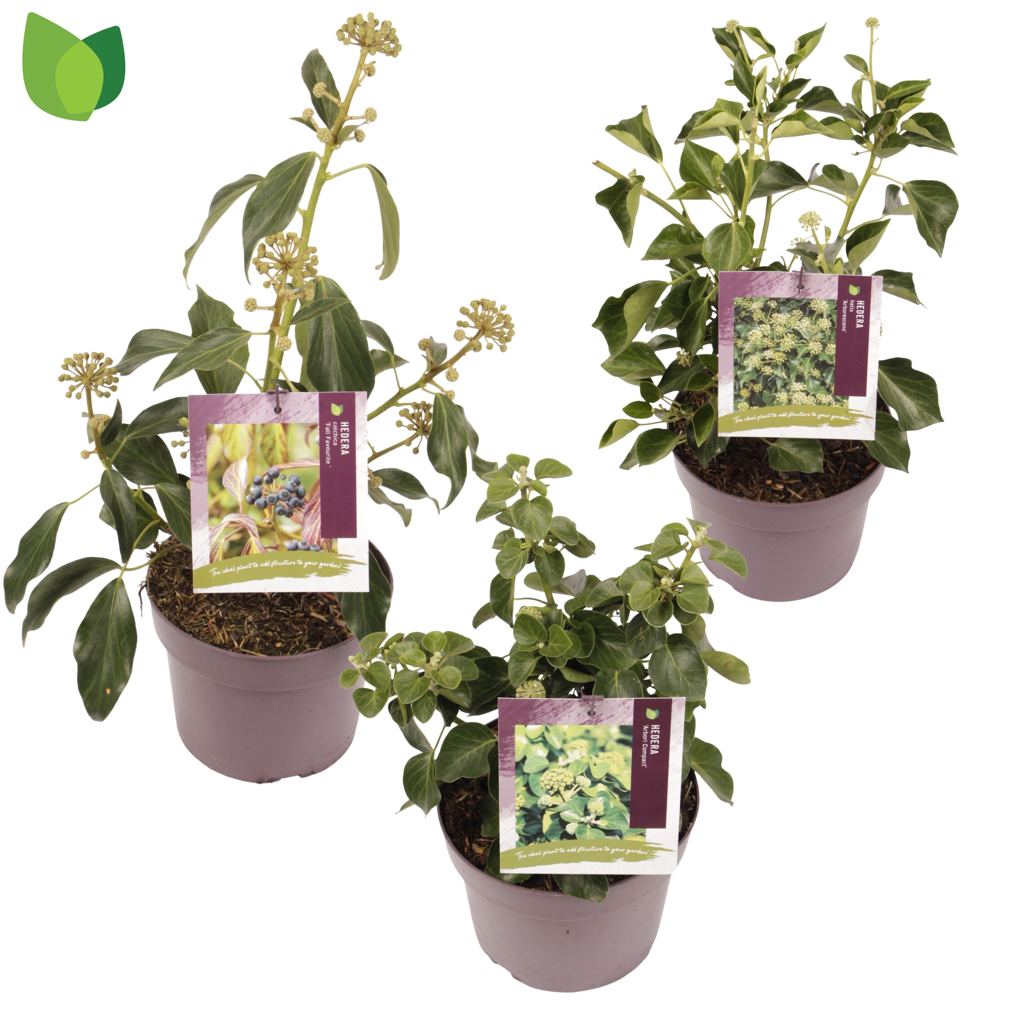 Hedera / MIX