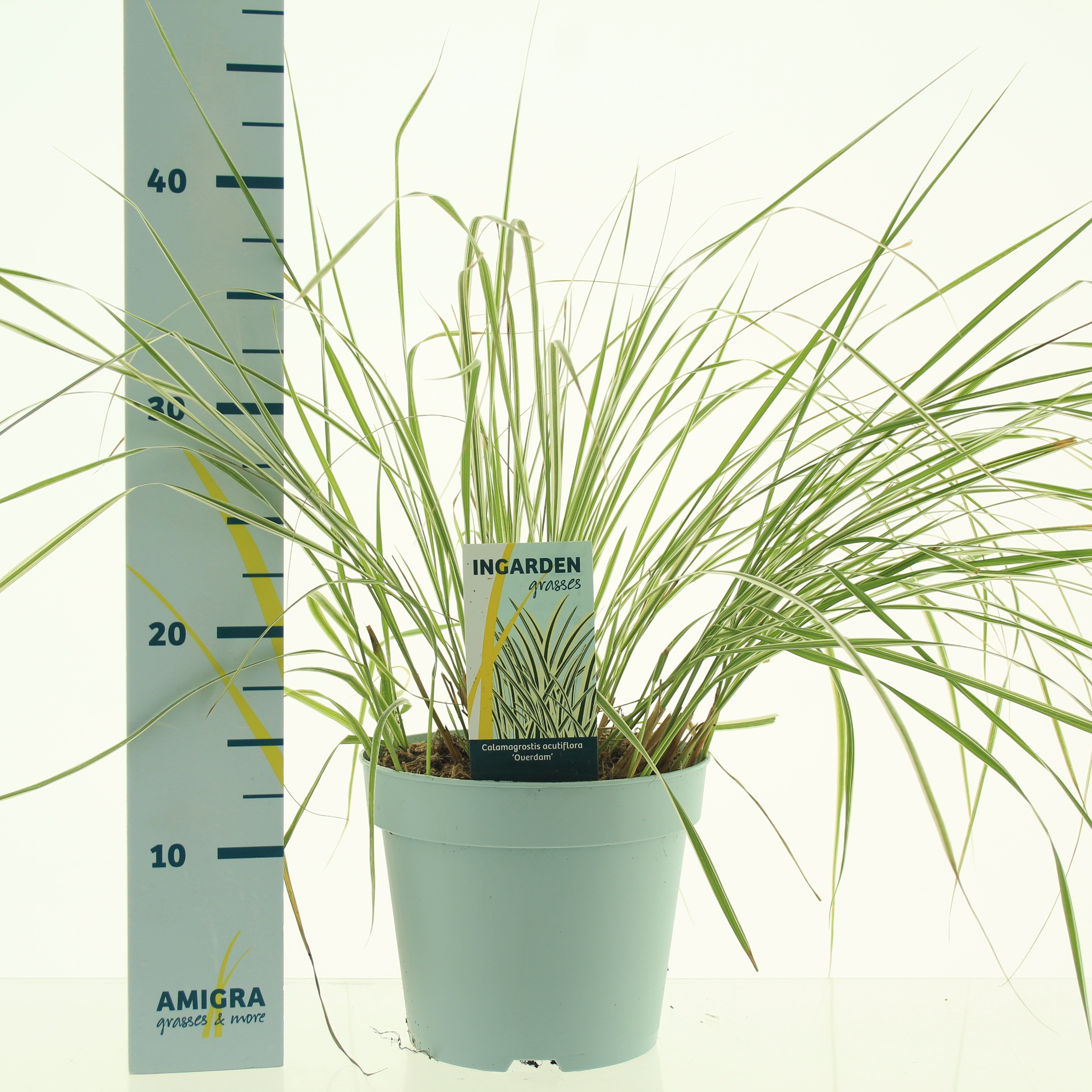 Picture of Calamagrostis accutiflora Overdam P17 (2 Ltr)