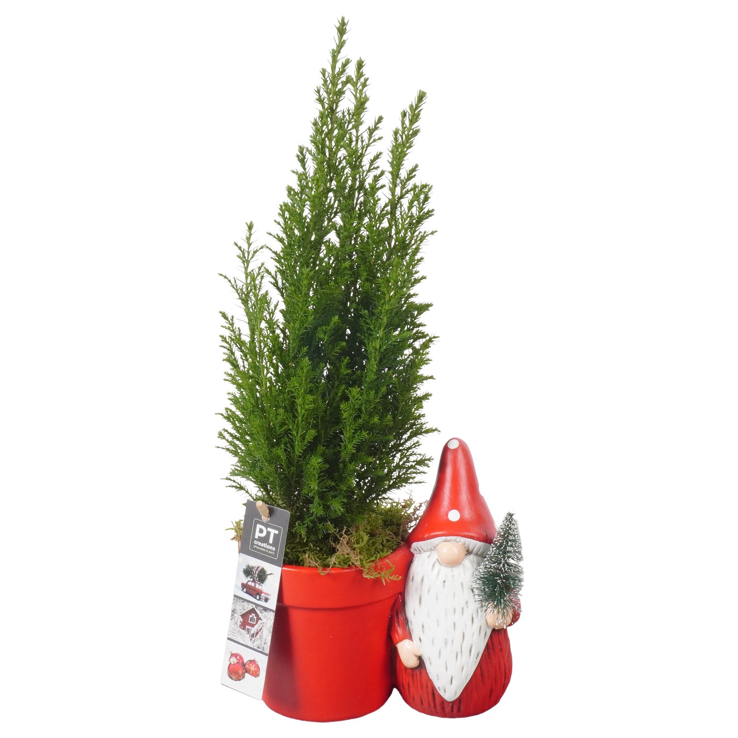 Picture of PTKB9388 Arrangement X-Mas in ceramic pot P17 40CM