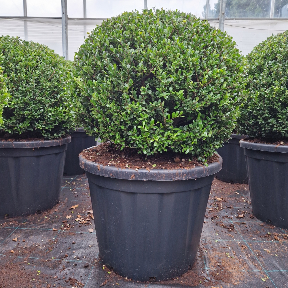 Picture of Ilex crenata Heco C110 BALL-80/+ (LOOSE)