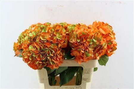 Hydrangea Painted 60cm 18Ø