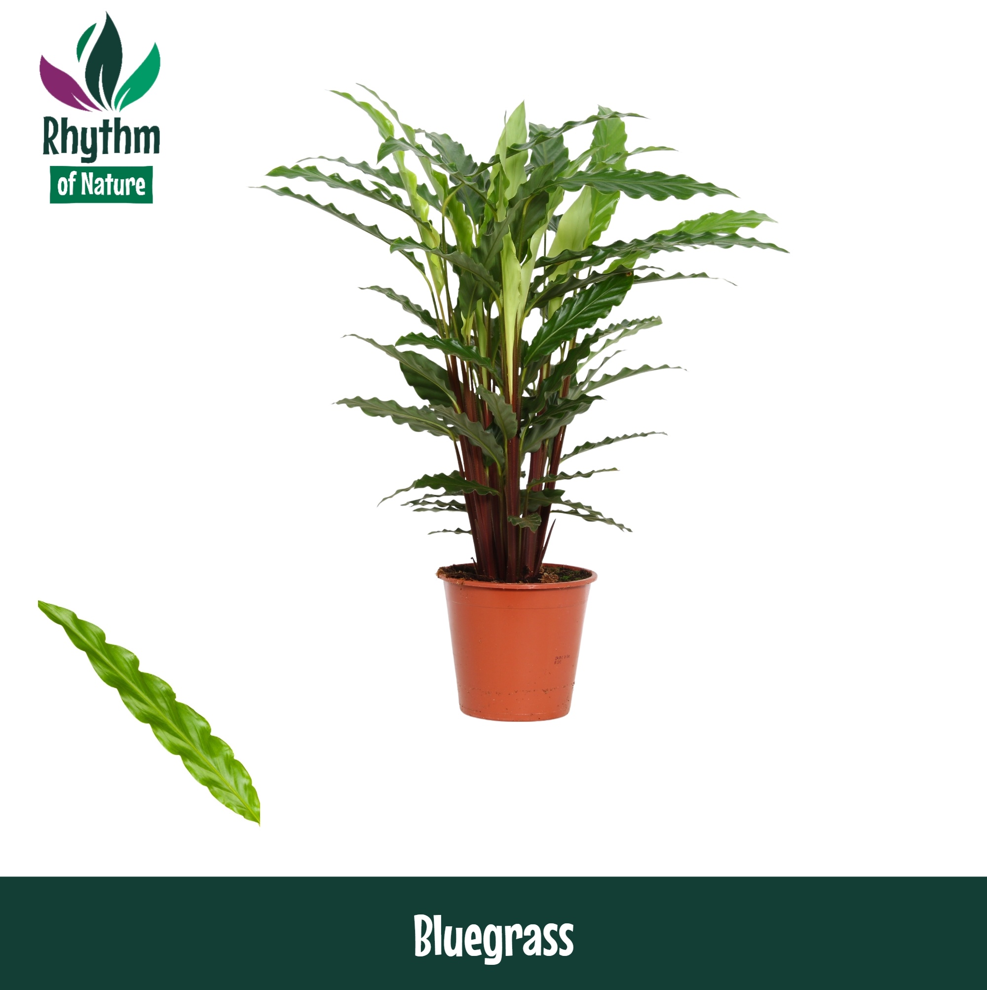 Calathea rufibarba 'Blue Grass' NPL | OZ Planten