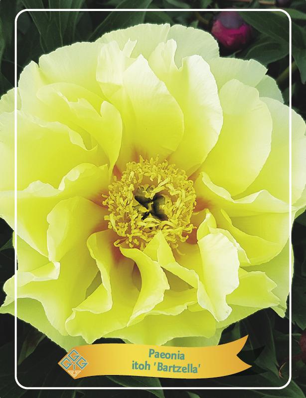 Picture of Paeonia Lactiflora Mix CC P11