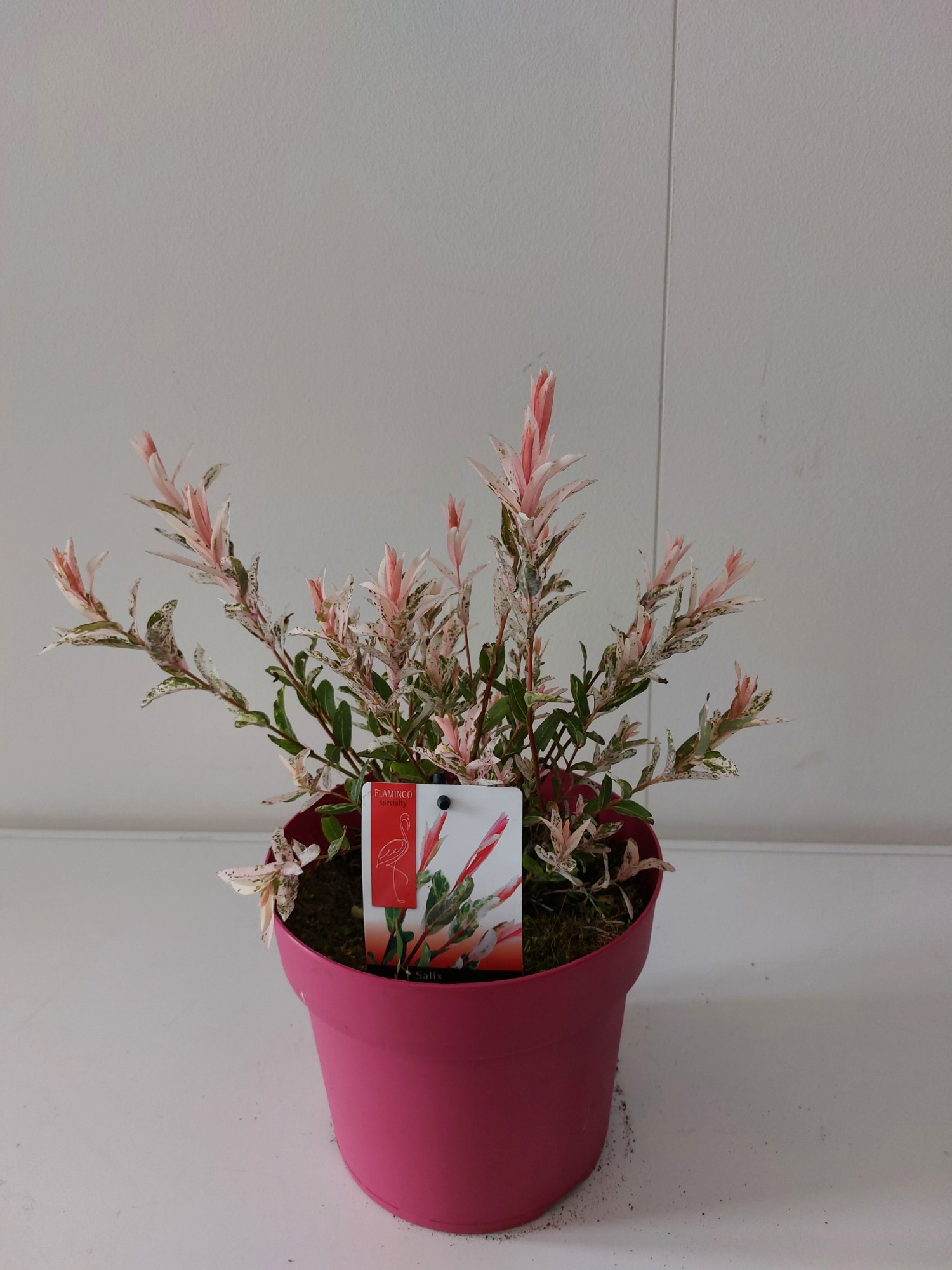 Picture of Salix Flamingo bush P19 Pink pot