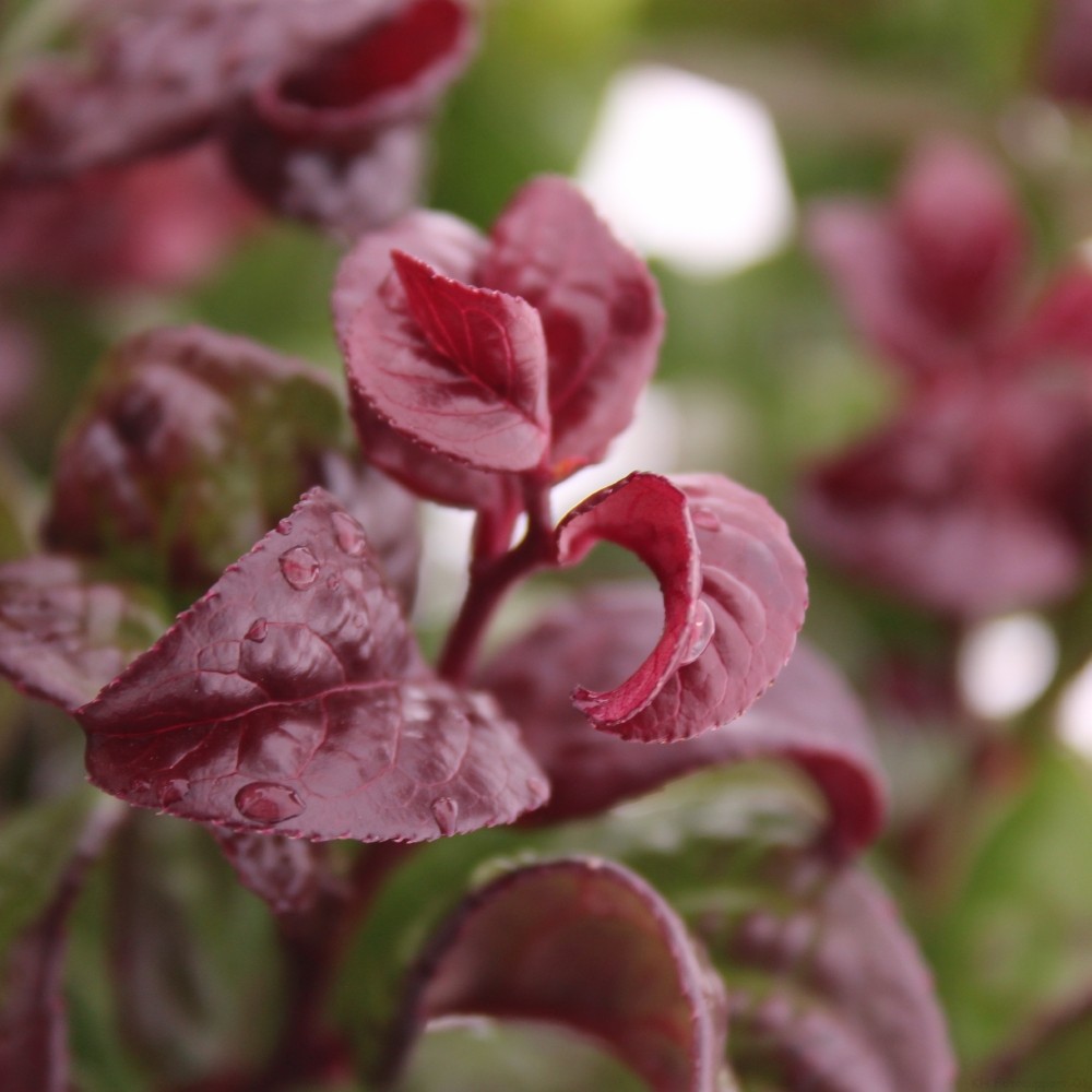 Picture of Leucothoe axillaris 'Curly Red'