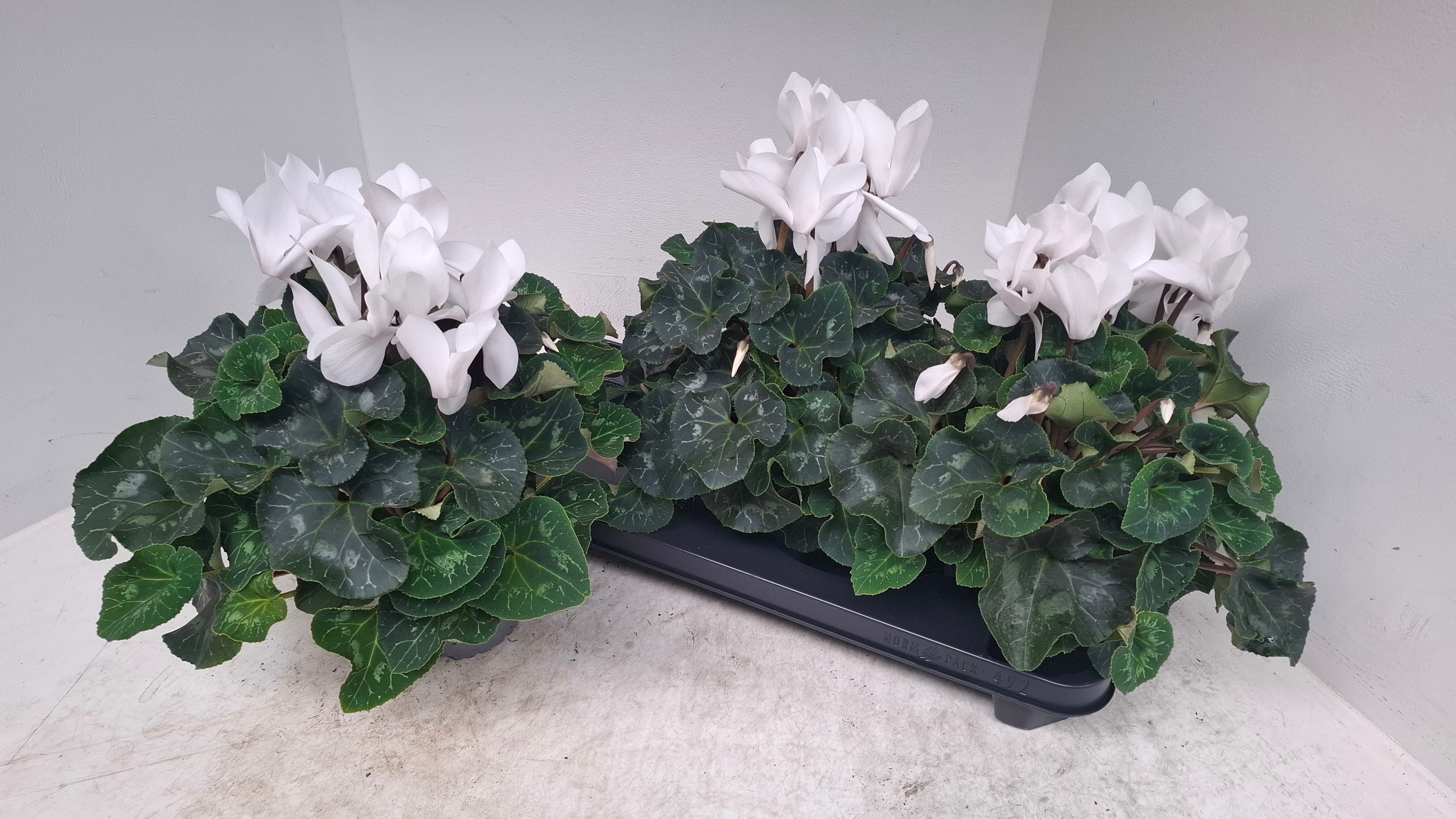 Cyclamen Mix Super Rainier 13Ø 30cm