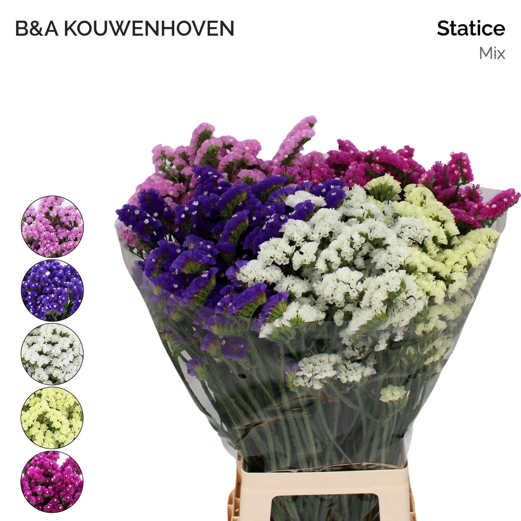 Limonium St Mixed 70cm 30gram
