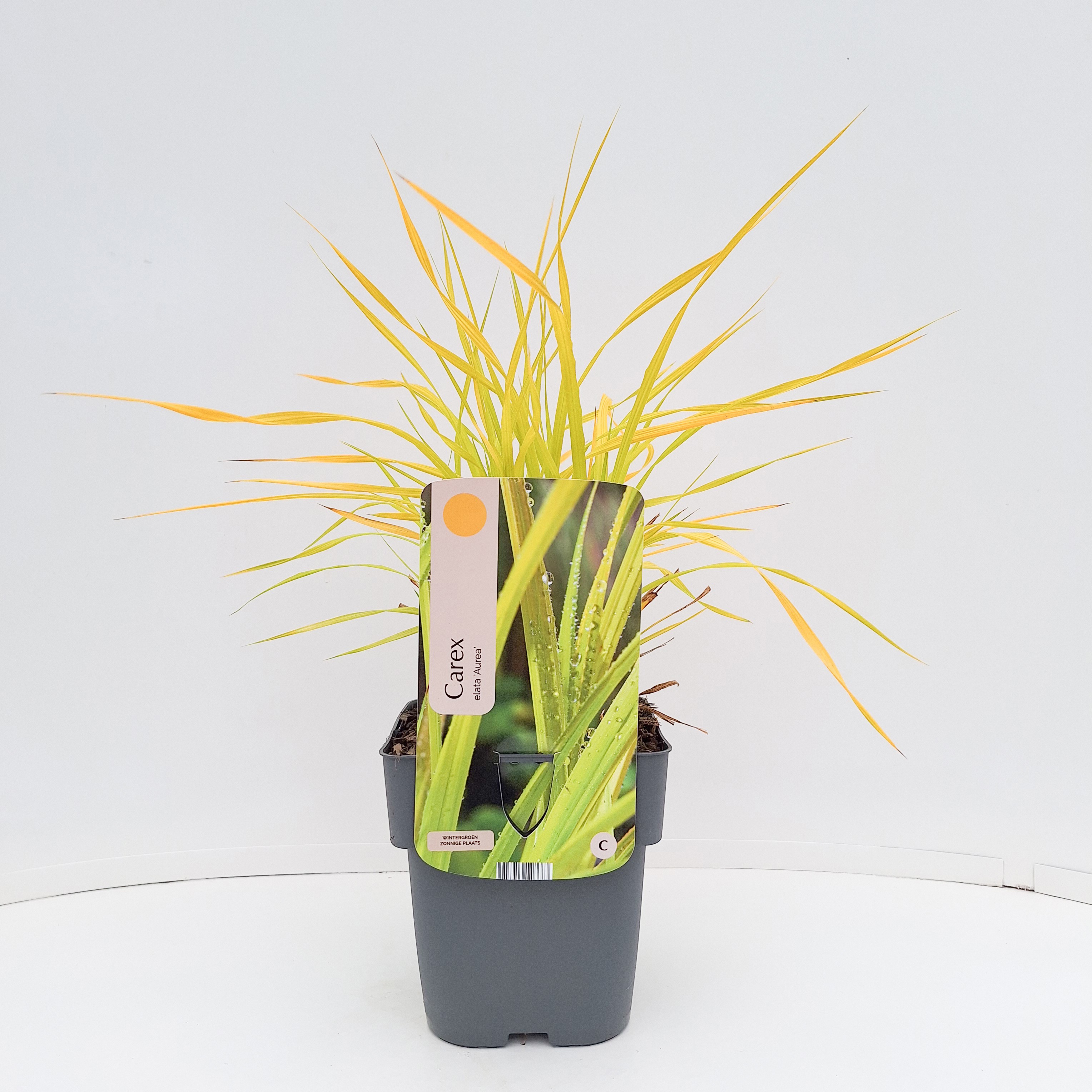 Carex elata 'Aurea'