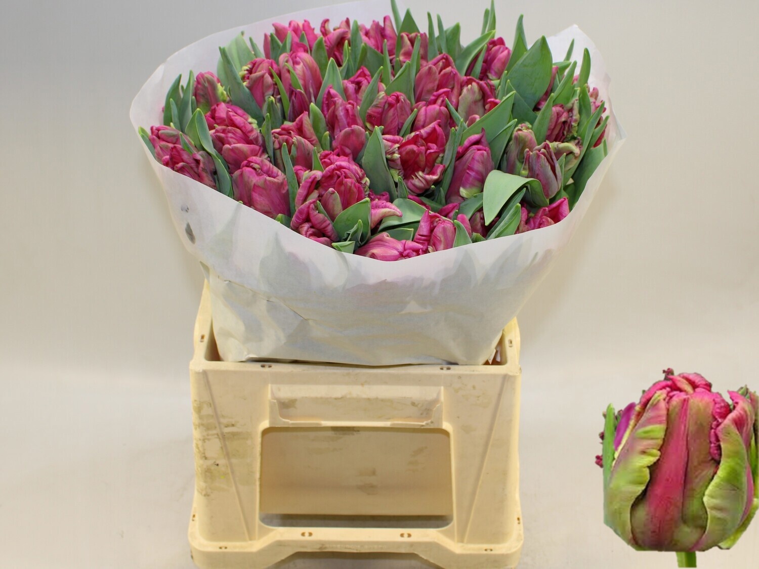Tulipa Par Cerise Parrot 40cm 30gram