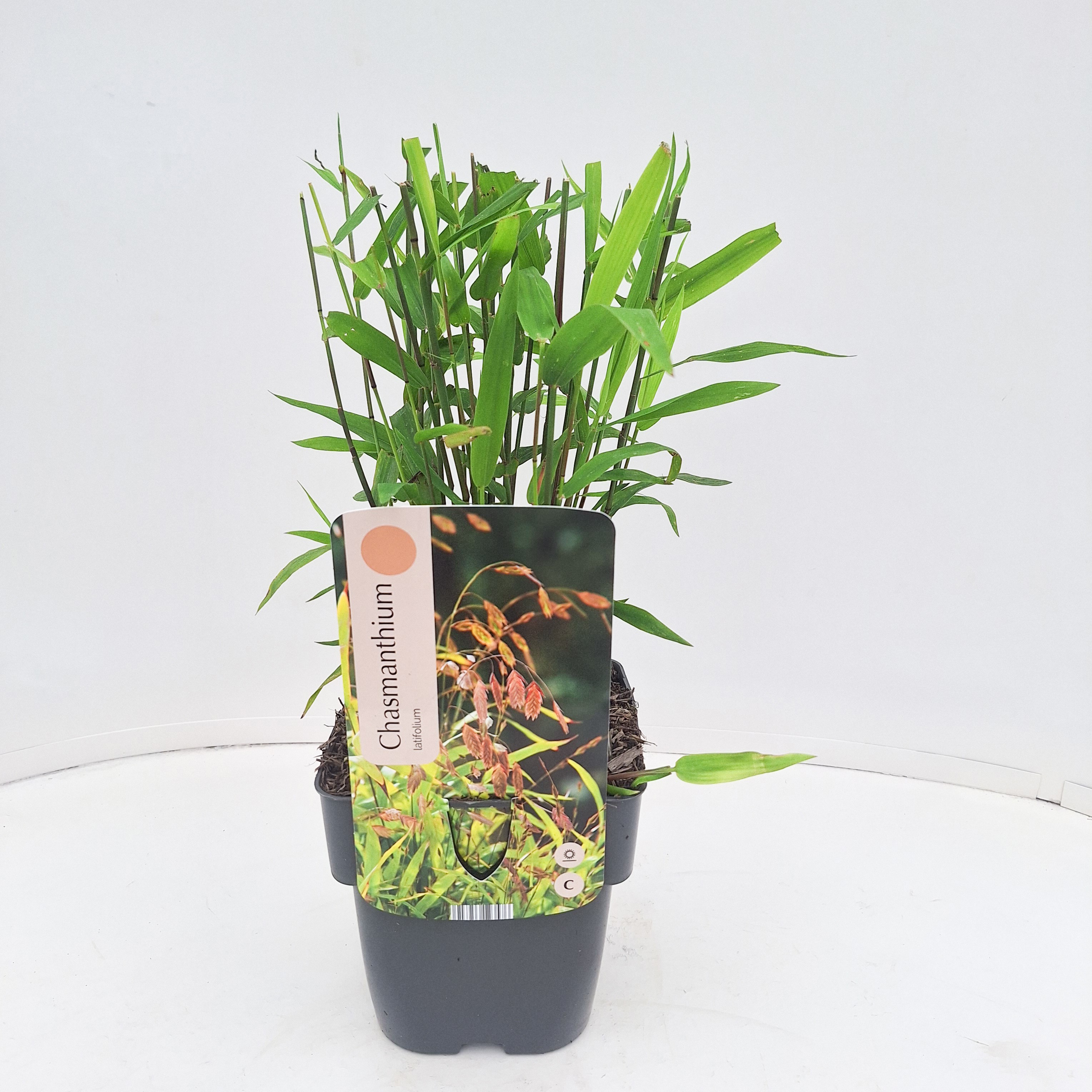 Chasmanthium latifolium