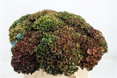 Hydrangea Charlotte 50cm 15Ø
