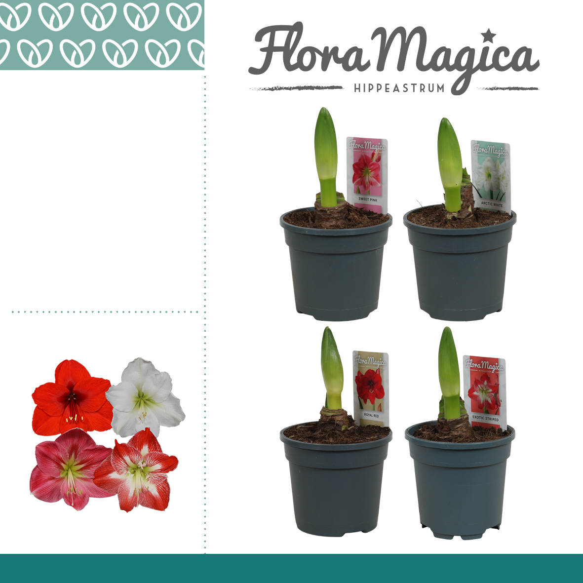 Picture of Hippeastrum in varieties 1 shoot P13 25CM