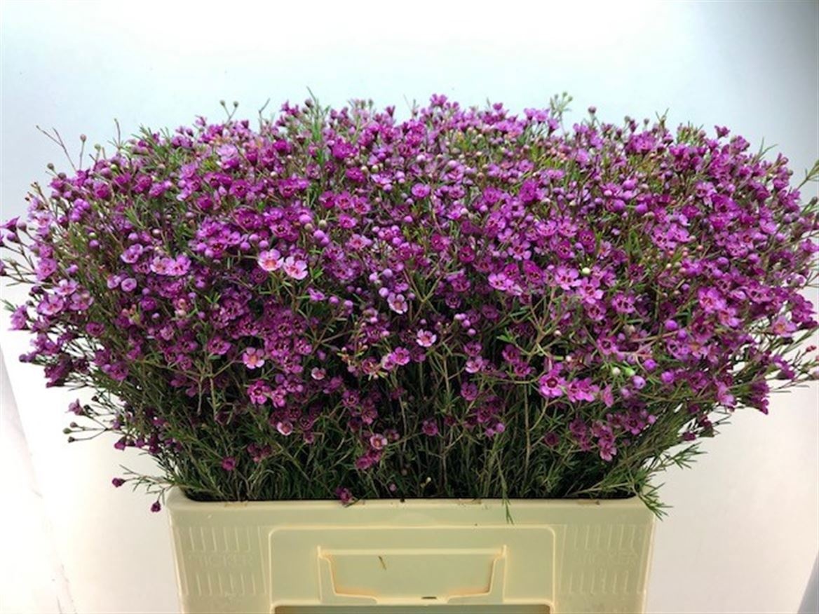 Chamelaucium Jupiter 60cm 40gram