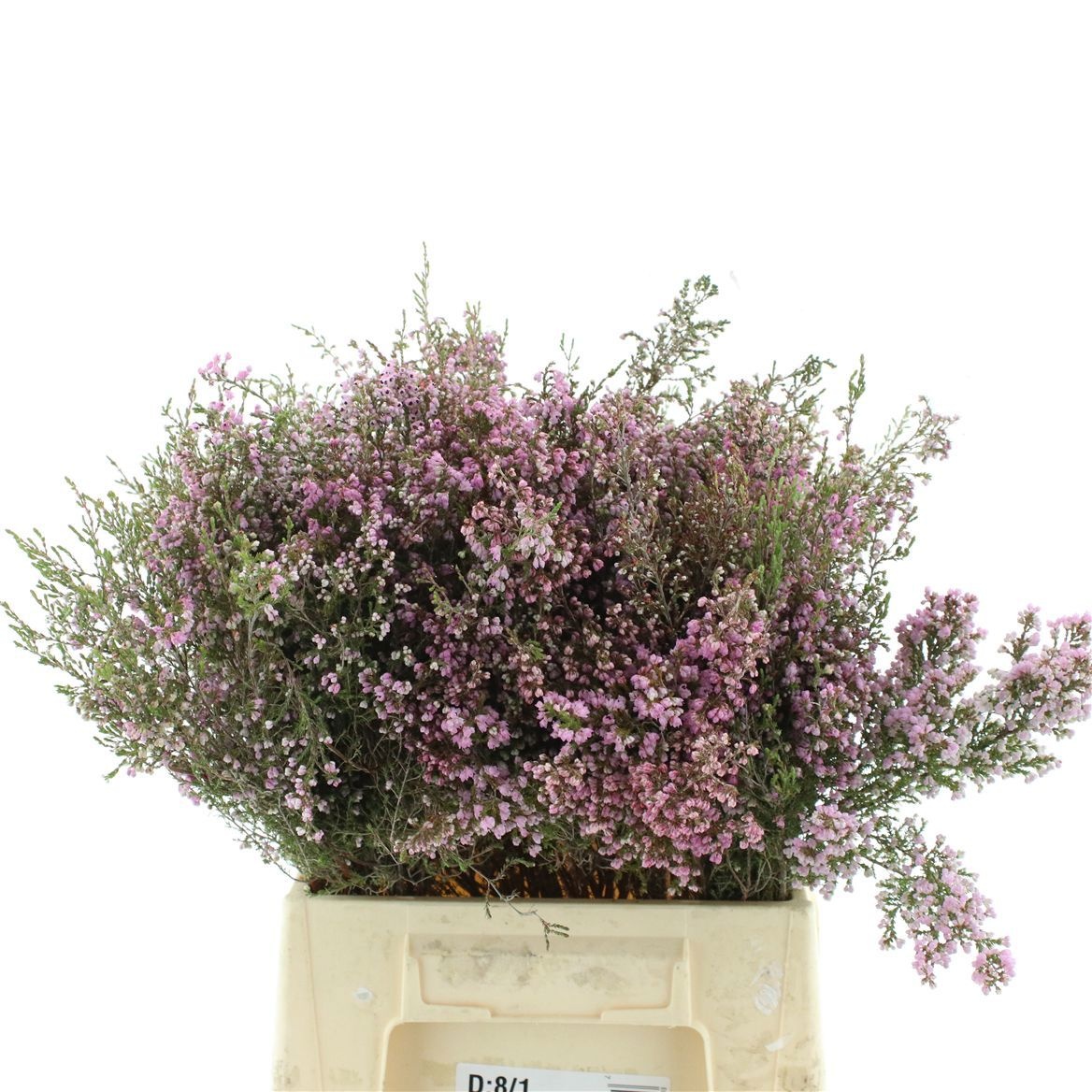 Erica Corifolia