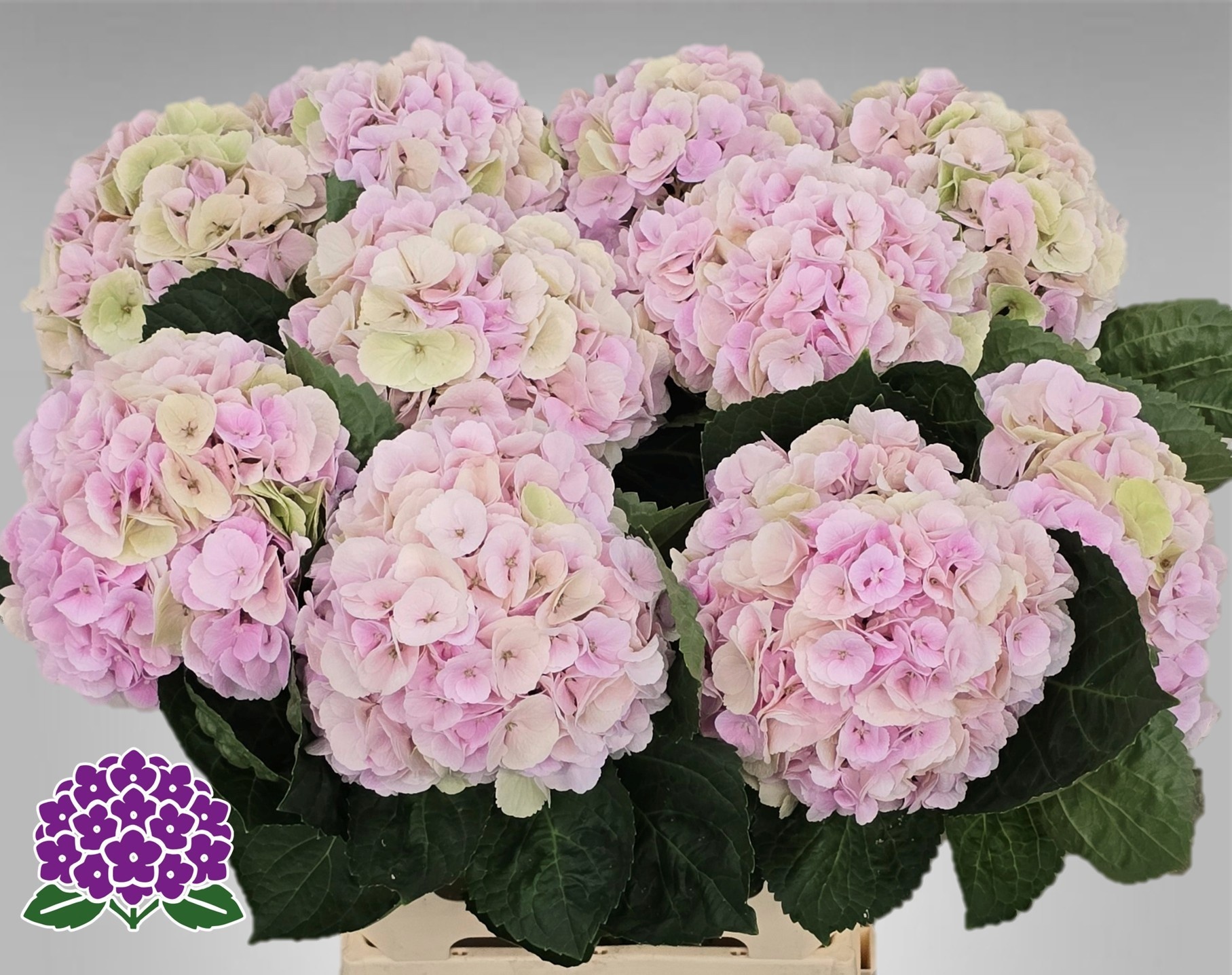 Hydrangea My Matcha Classic 60cm 19Ø