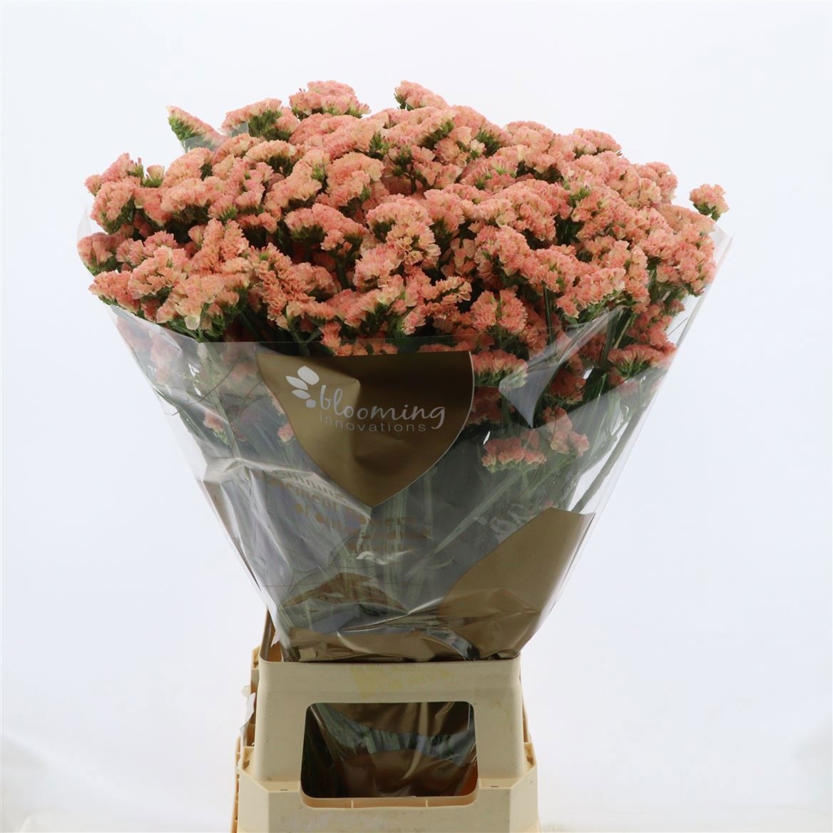 Statice Peach Wings 70cm 25gram