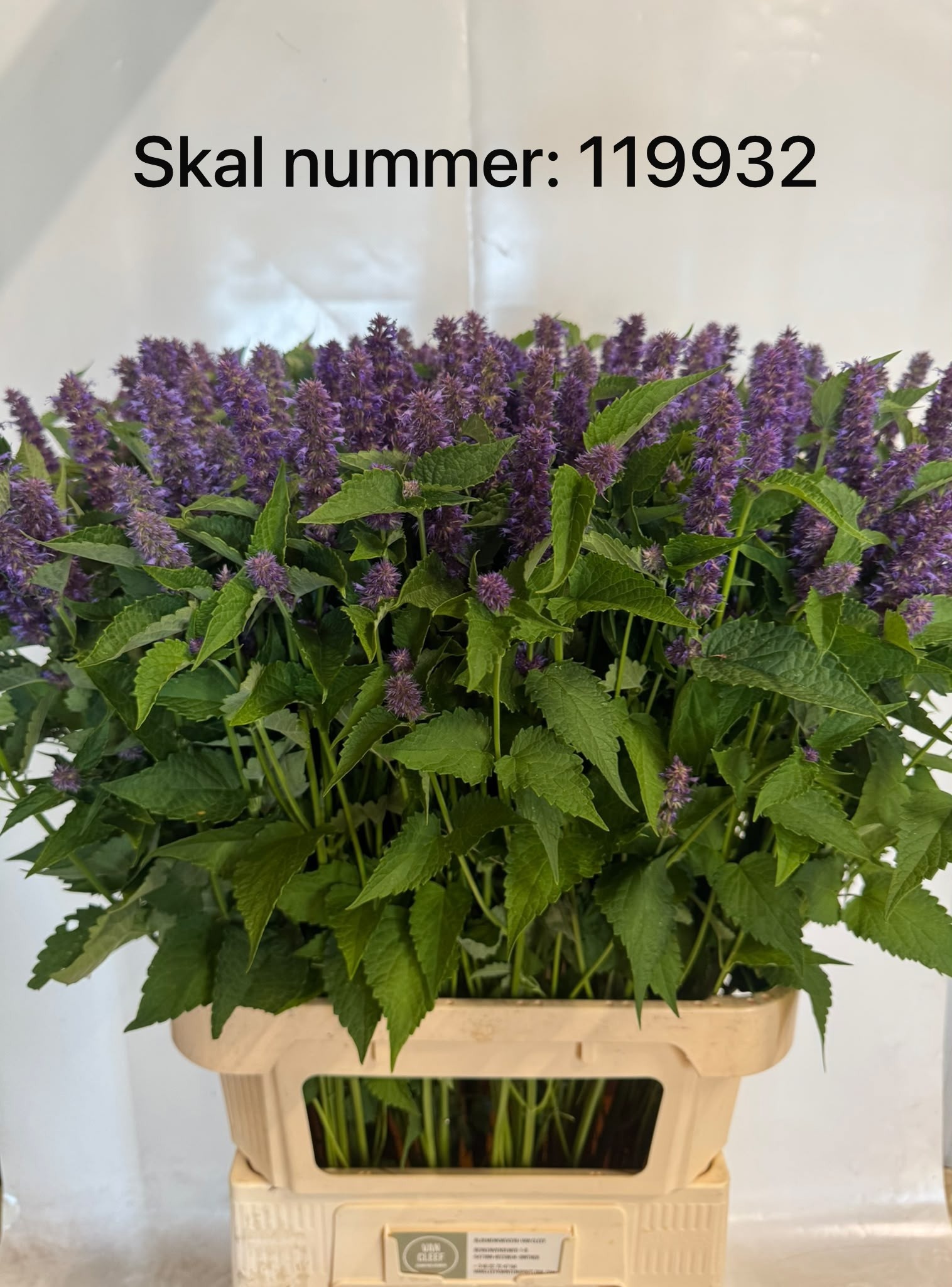 Agastache Ov