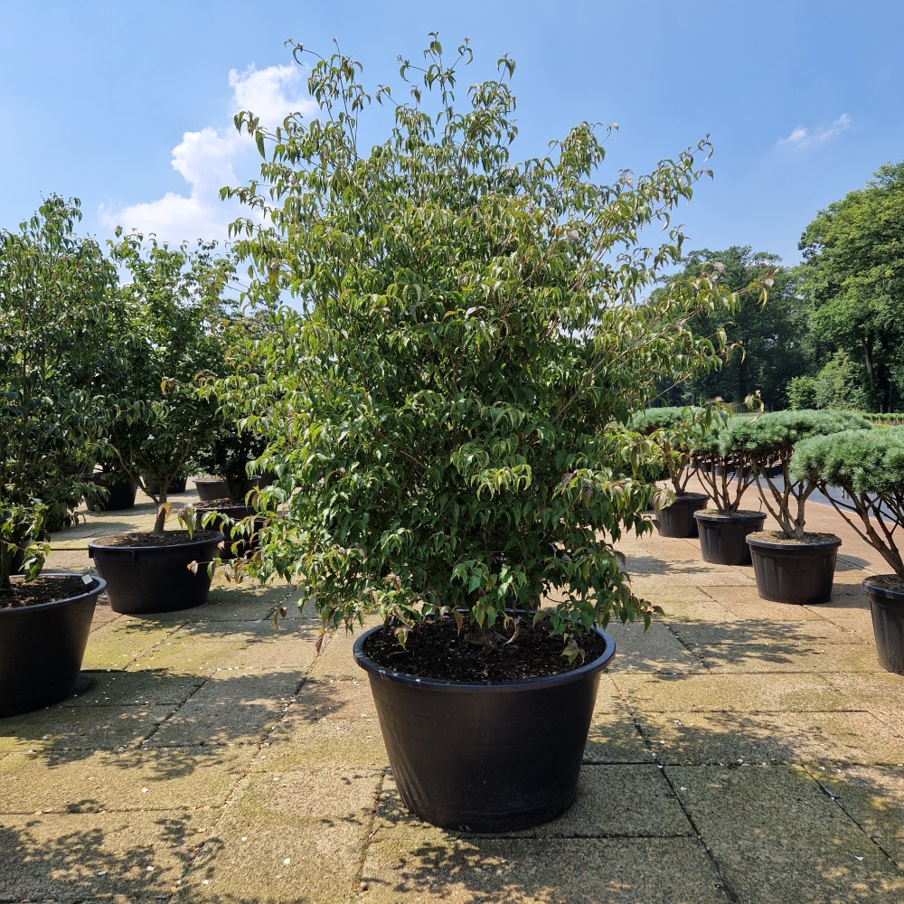 Picture of Cornus kousa chinensis C500 200/250 (LOOSE)