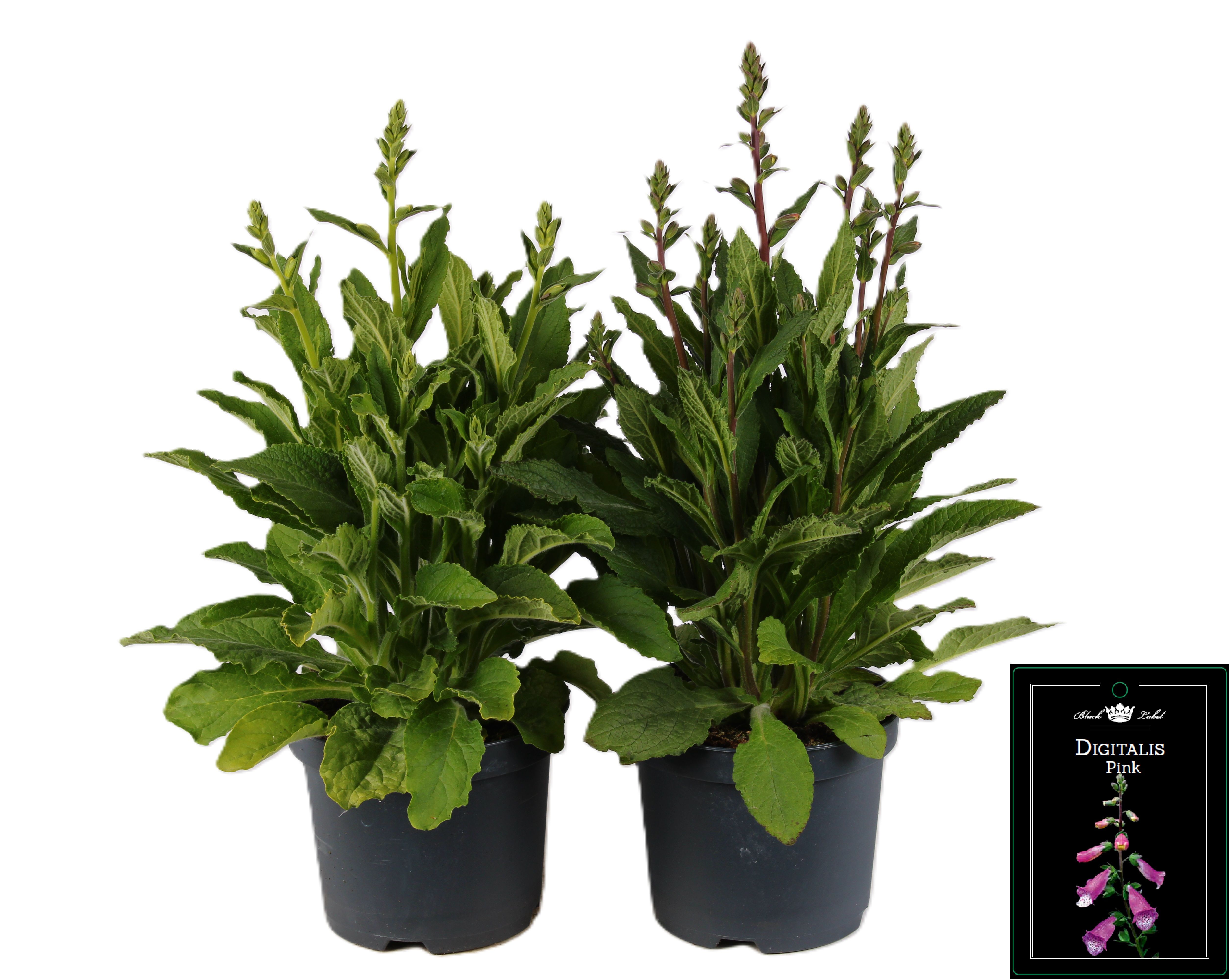 Picture of Digitalis mixed-shelf