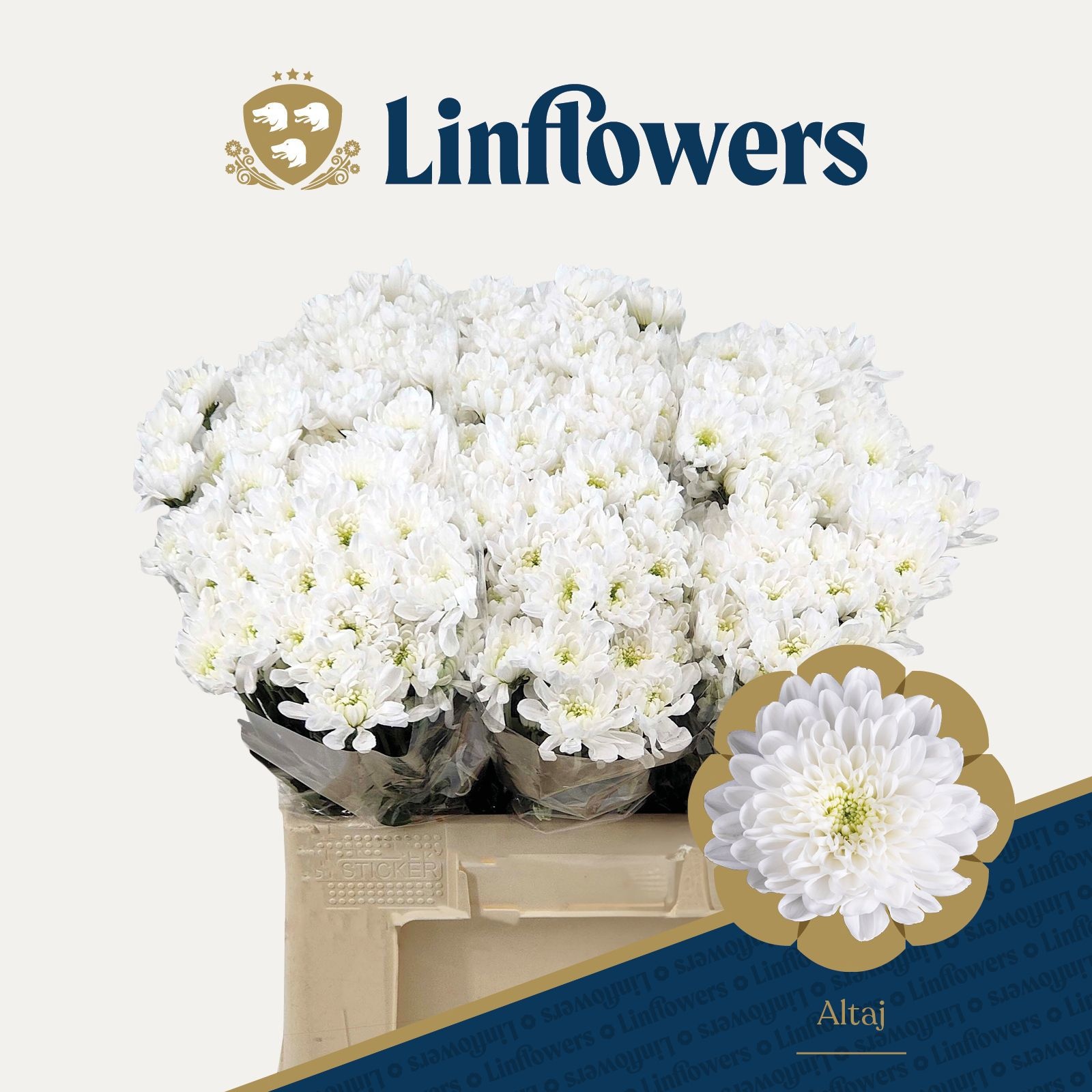 Chrys Spray Altaj 50gram