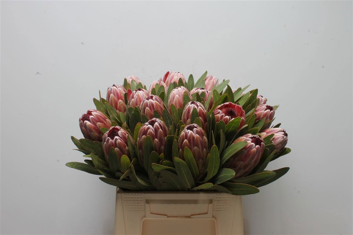Protea Pink Ice 40cm