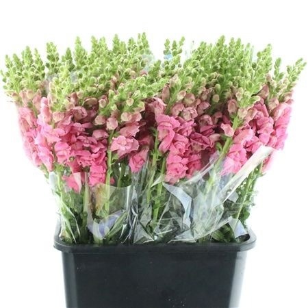 Antirrhinum Opus Pink 60cm
