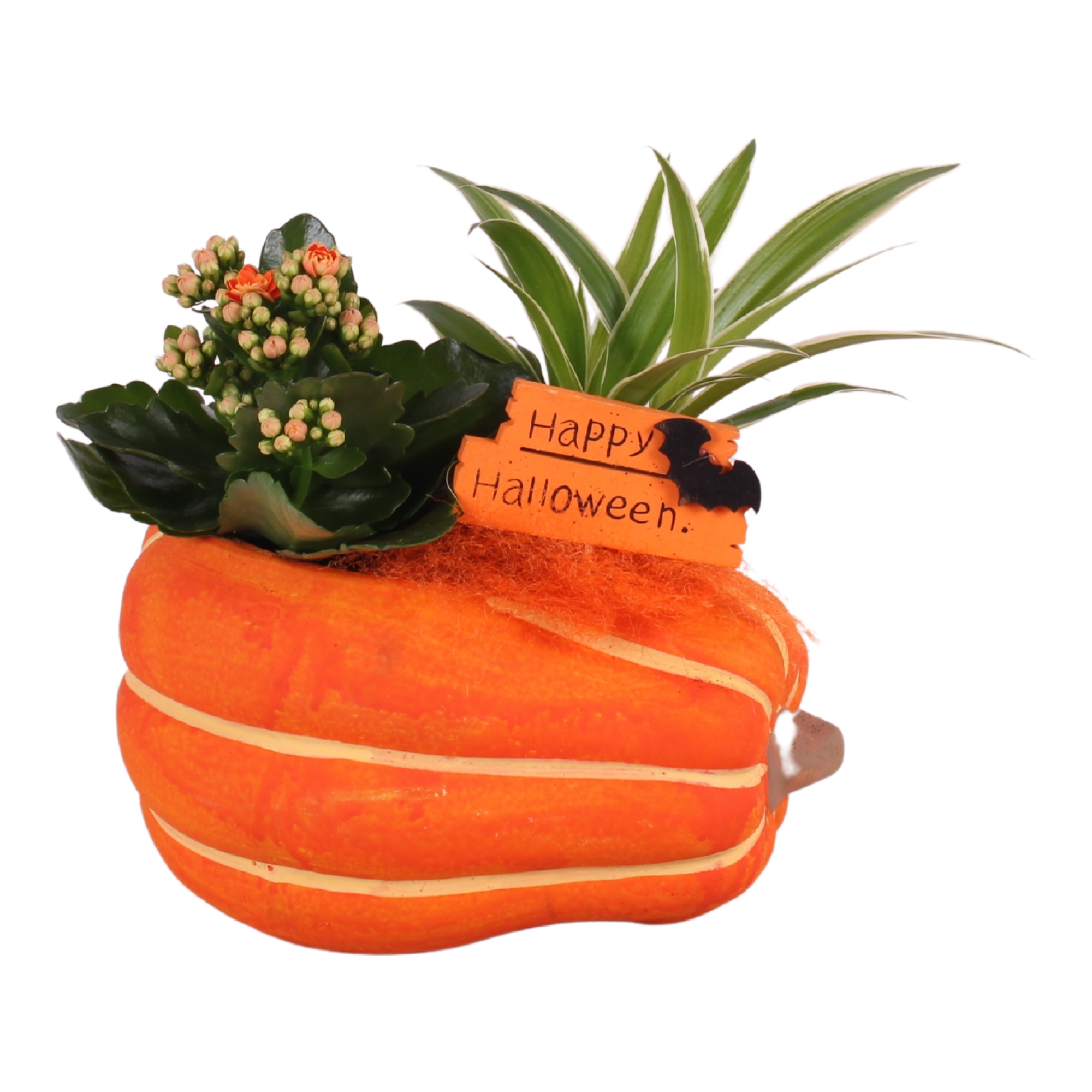 Picture of Halloween Arr. Indoor Ceramic Pumpkin 2PP P21 25CM