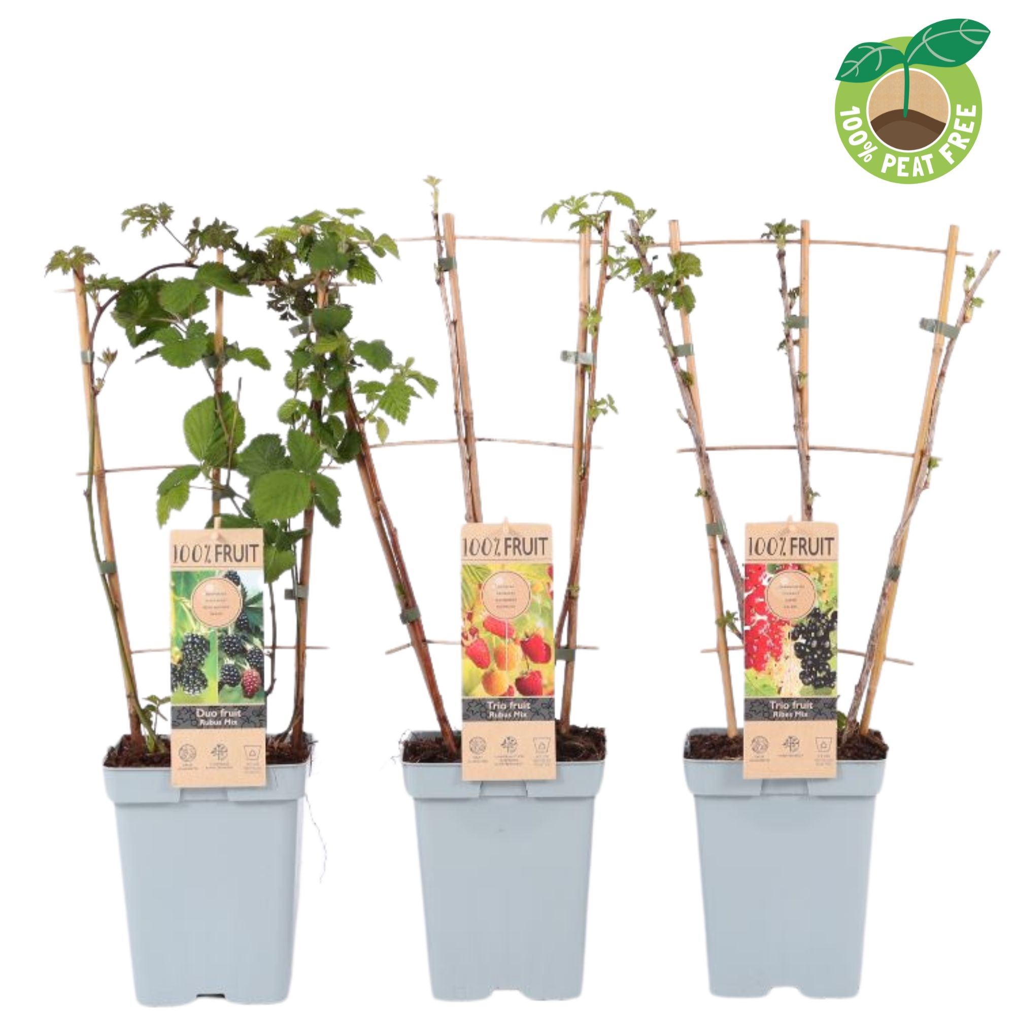 Picture of Fruit in varieties (Duo/Trio) P23 (5 Ltr) TRELLIS