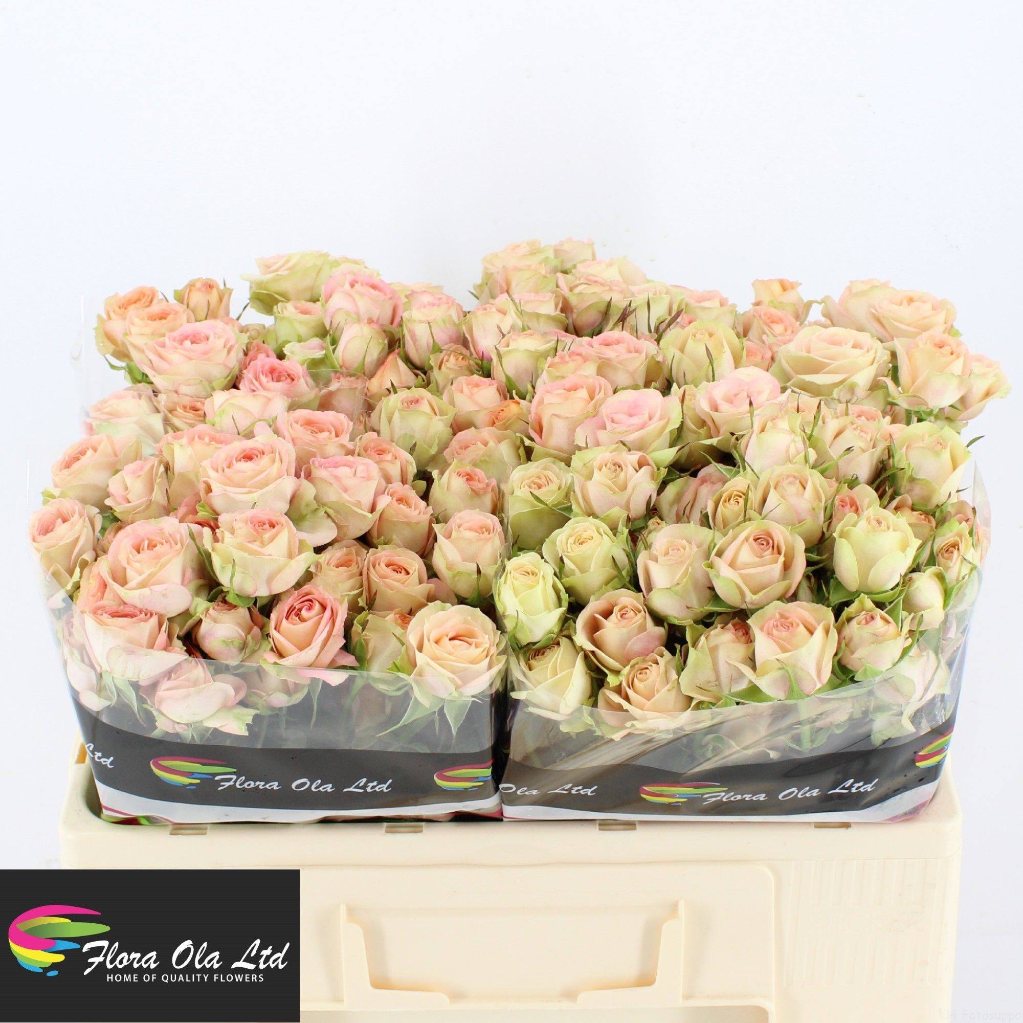 Rosa Spray Azore 50cm