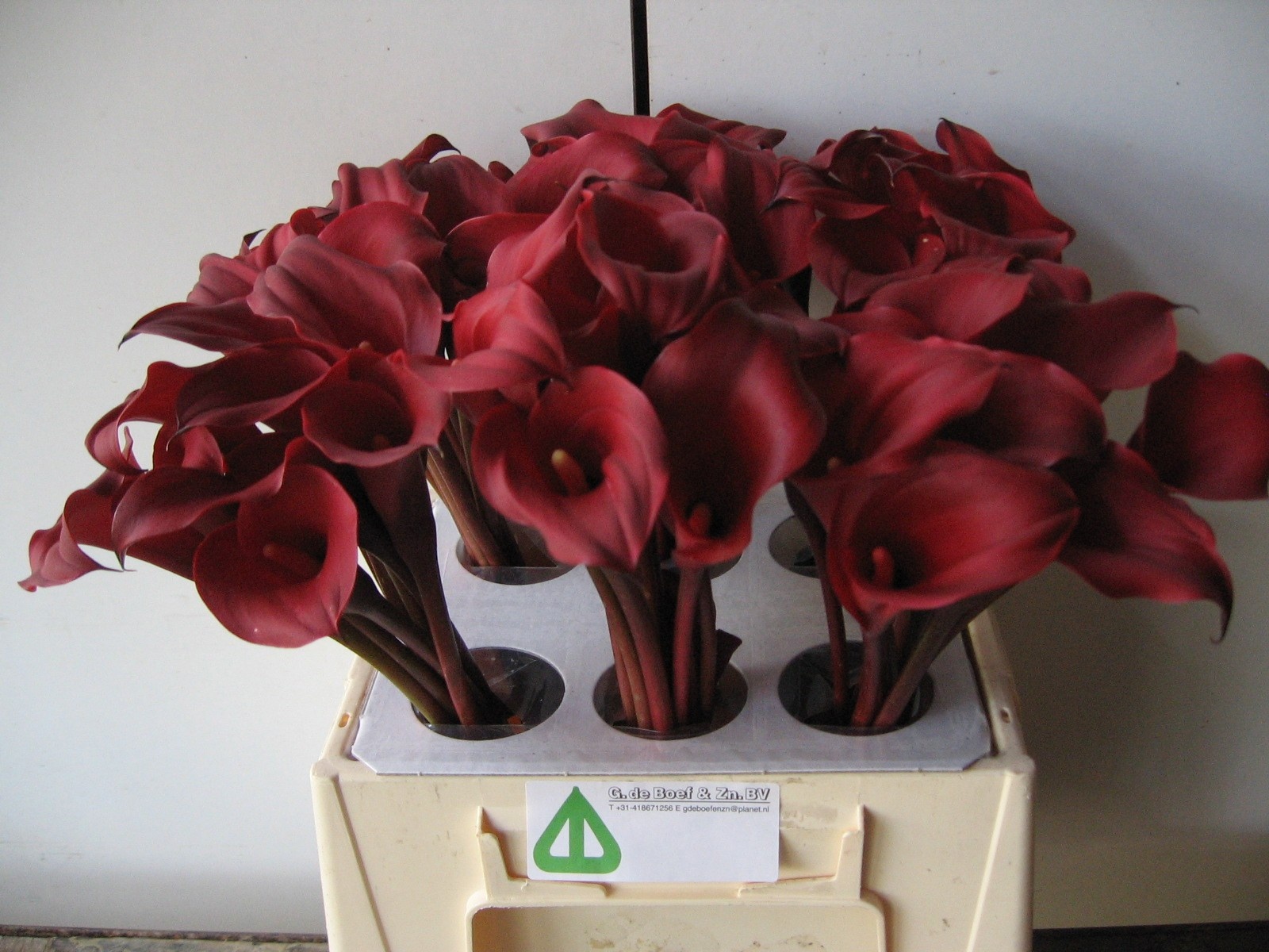 Calla Nashville 40cm