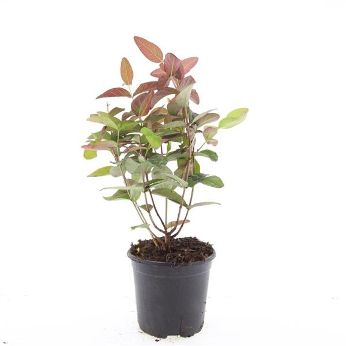 Hypericum androsaemum 'Albury Purple'