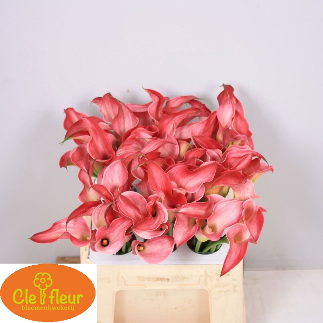 Calla Claudia 40cm