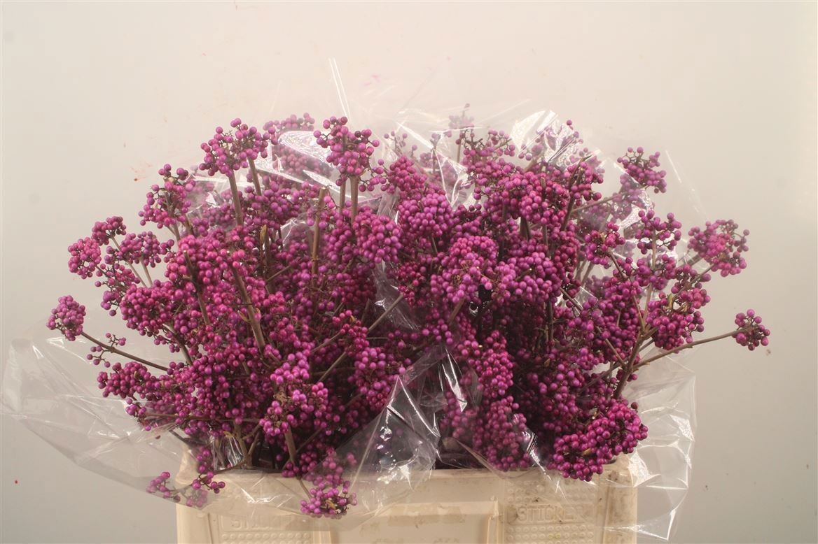 Callicarpa Bod Profu