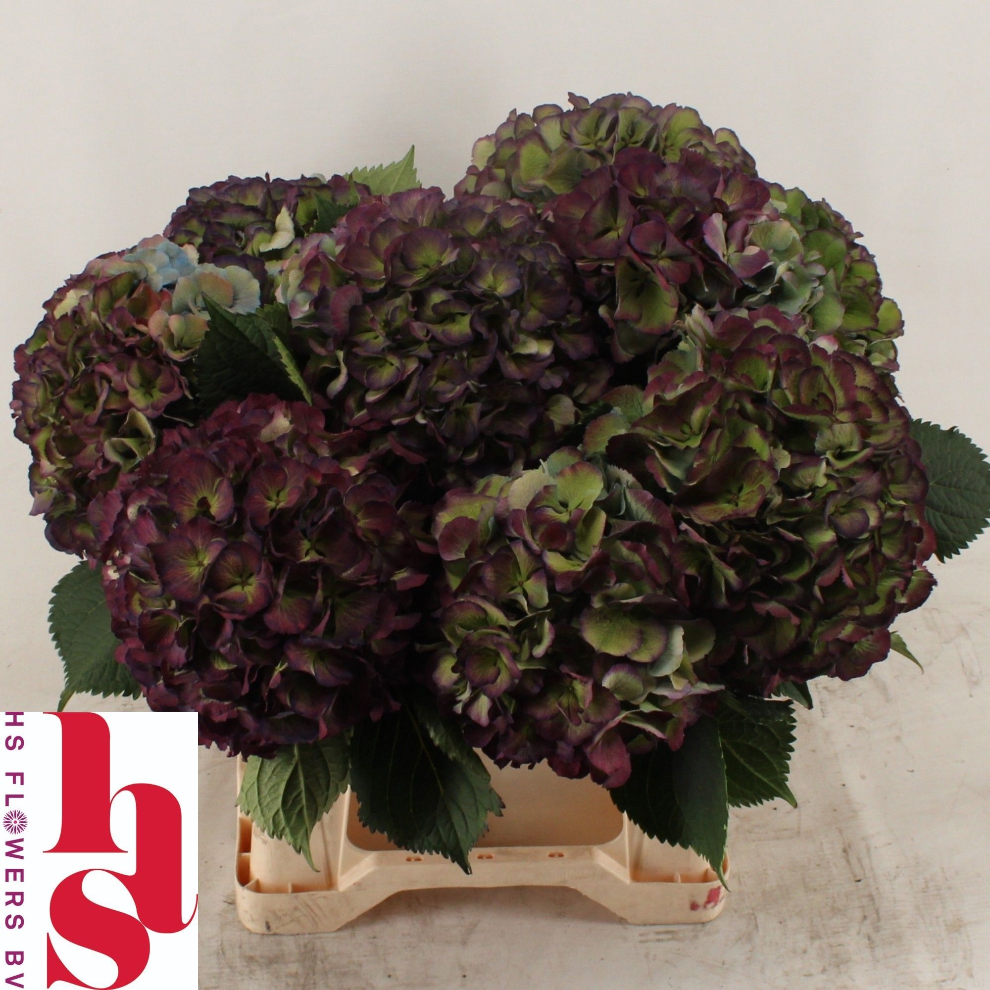 Hydrangea Elbtal Classic Pink 40cm 15Ø