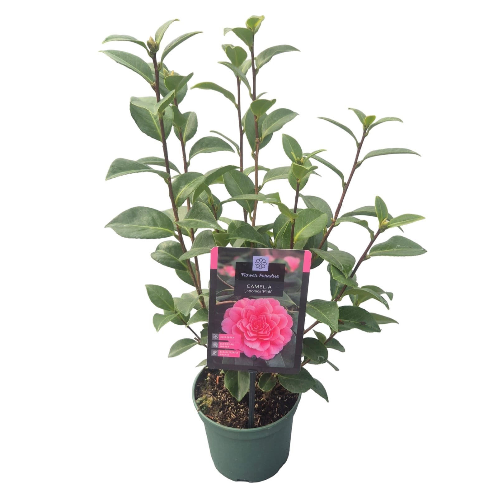 Camellia jap. 'Pink'