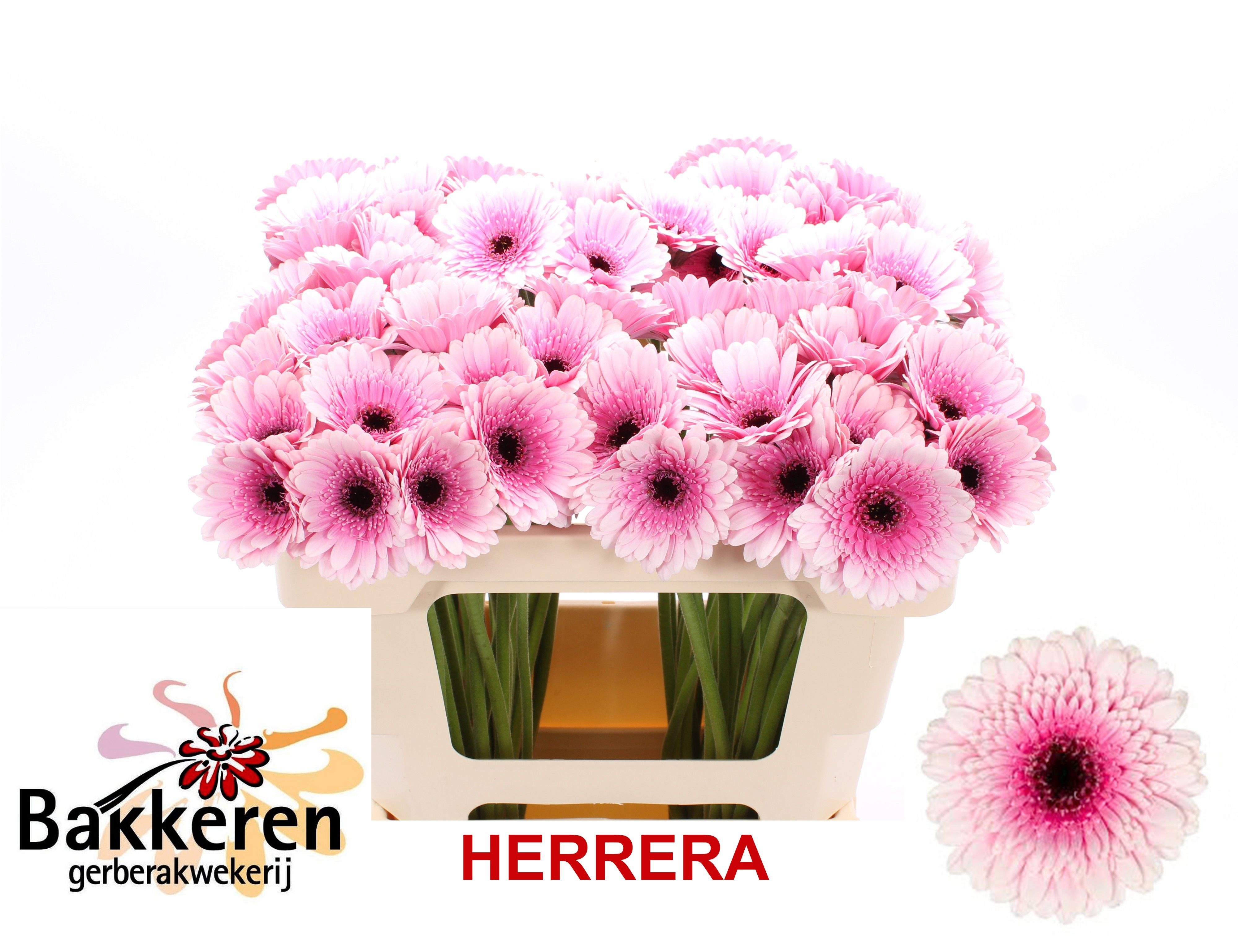 Ge Mi Herrera